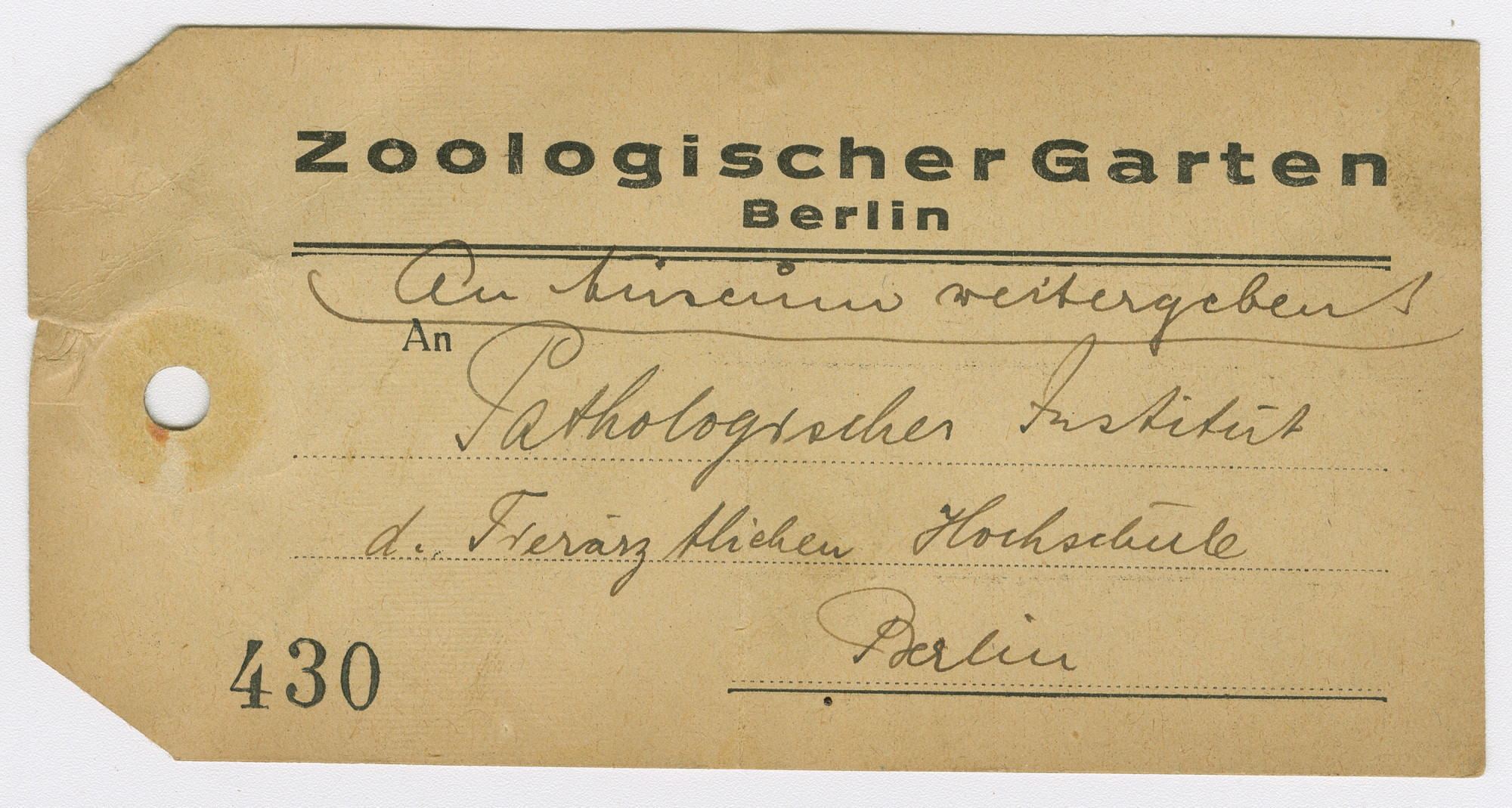 Vergilbte, gelochte Papierkarte mit Vordruck oben: Zoologischer Garten Berlin. Unten links: 430. Handschriftlich: An Museum weitergeben / Pathologisches Institut der _______