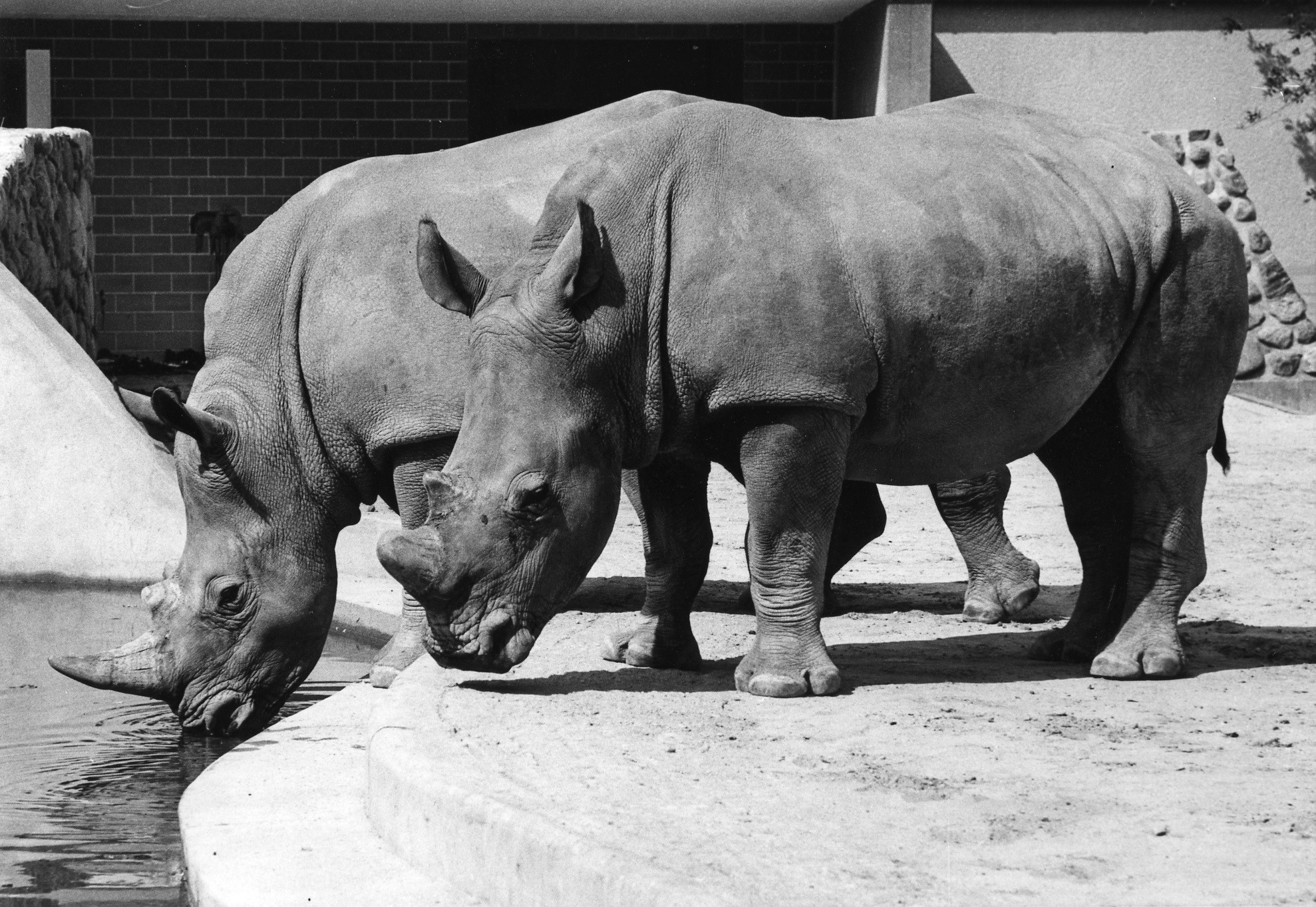 Black and white image: Two white rhinos stand in an enclosure at the water.