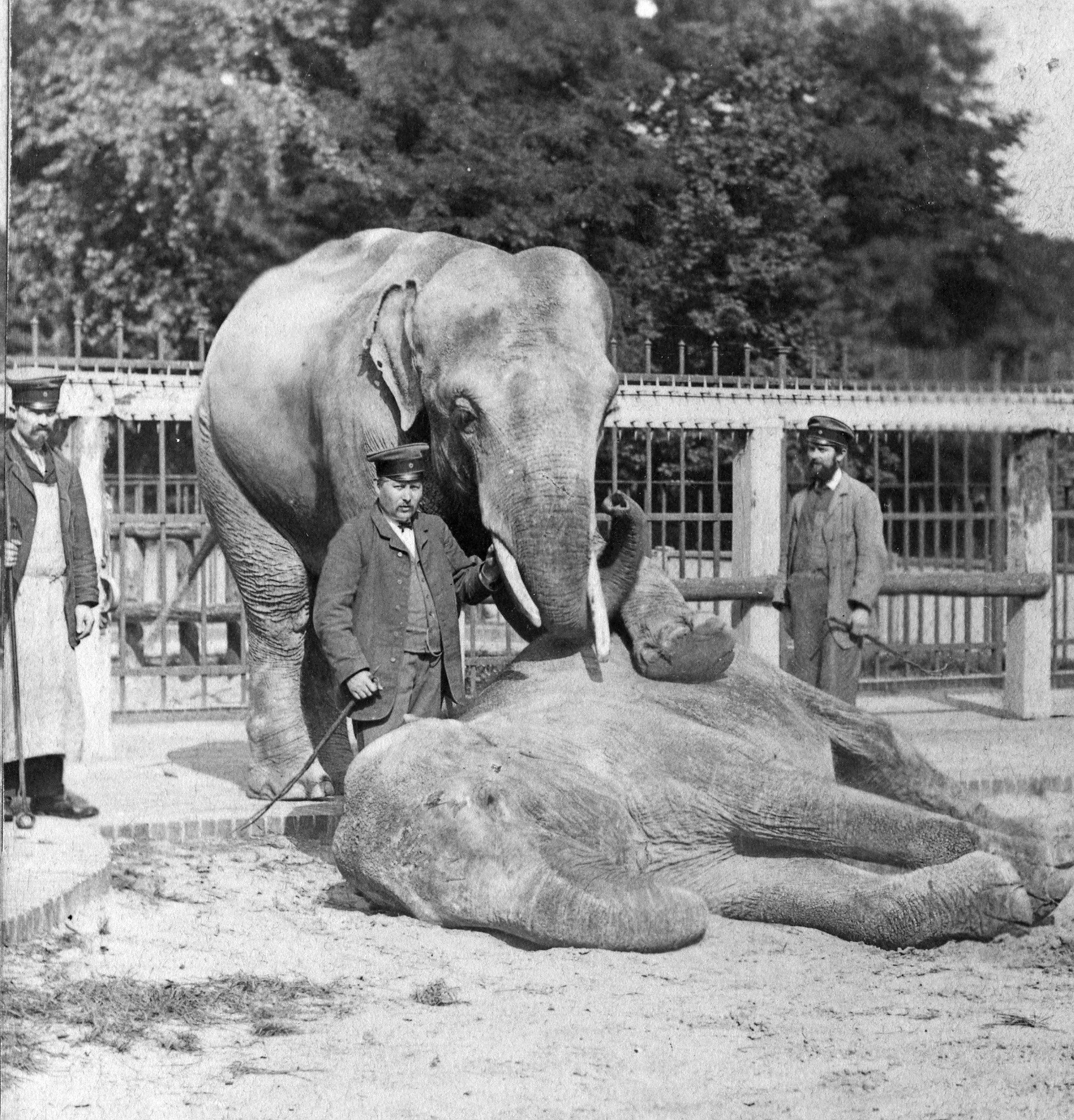 Black and white photograph: Two elephants and three caretakers in peaked caps in front of a high fence