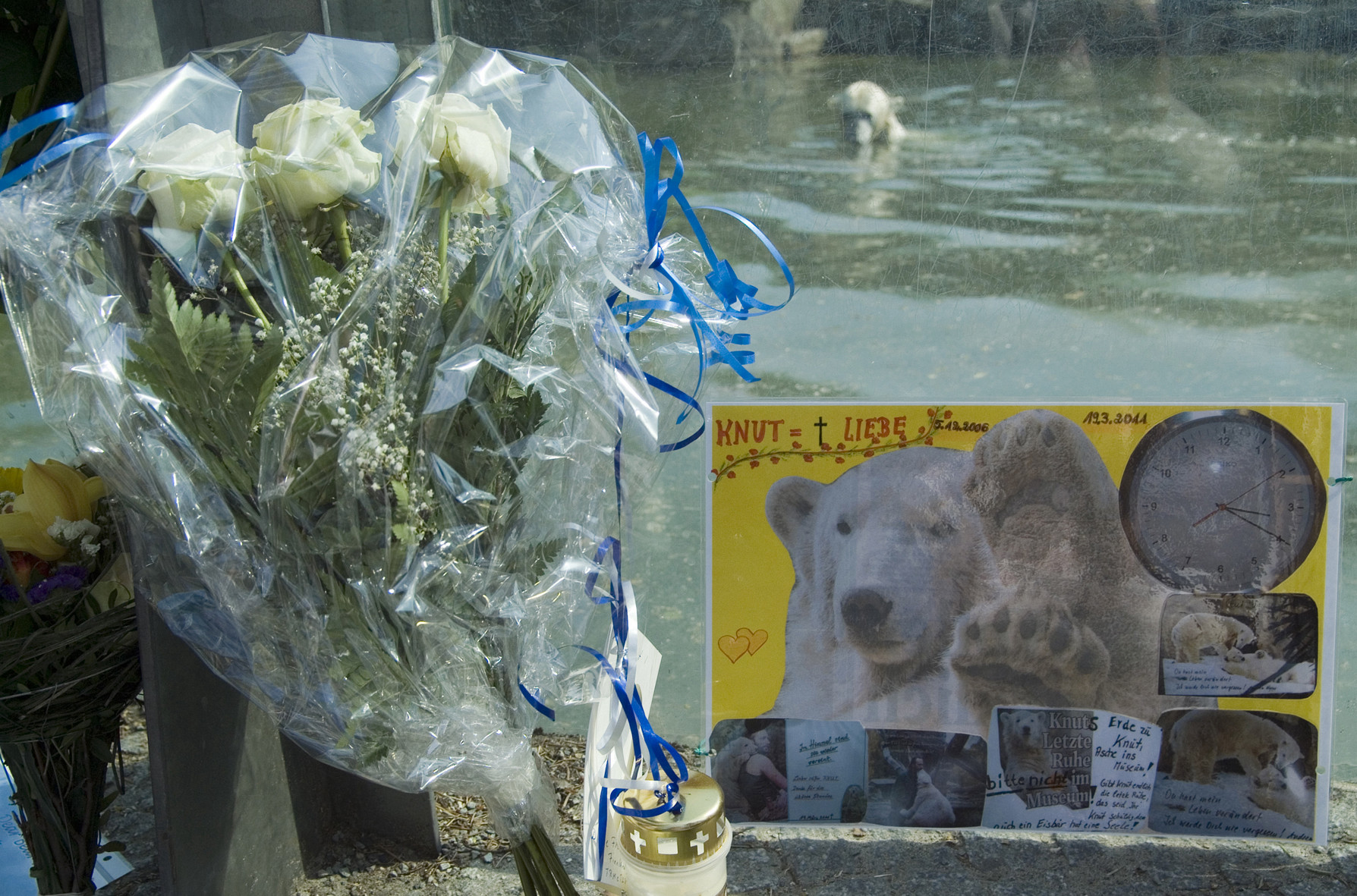 Blumen und Bilder vor der Glasscheibe des Eisbärengeheges. Im Hintergrund schwimmt ein Eisbär.