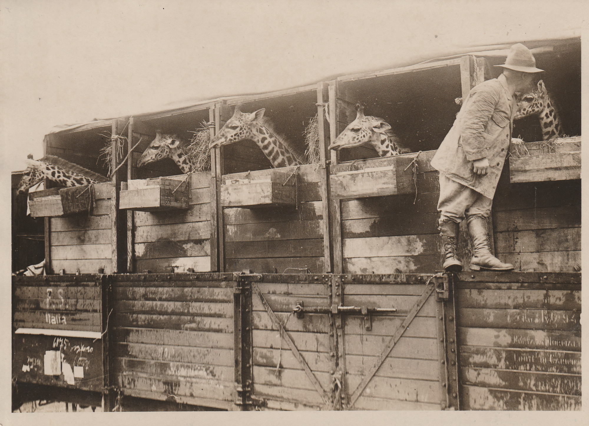 Black and white photograph: five giraffes stand peeking out of high transport crates. Person with pith helmet and high boots stands on a step attached to the crate on the far right and peers in next to a giraffe head.