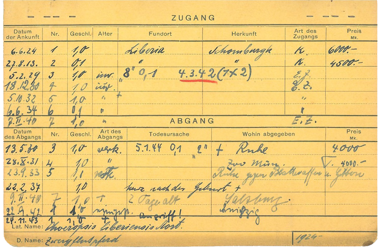 Index card with handwritten entries on arrival and departure. Columns under arrival: Date of arrival, No., Sex., Age, Place found, Origin, Type of arrival, Price Mk. Columns under departure: Date of departure, No., Sex, Type of departure, Cause of death, Delivered to, Price Mk.