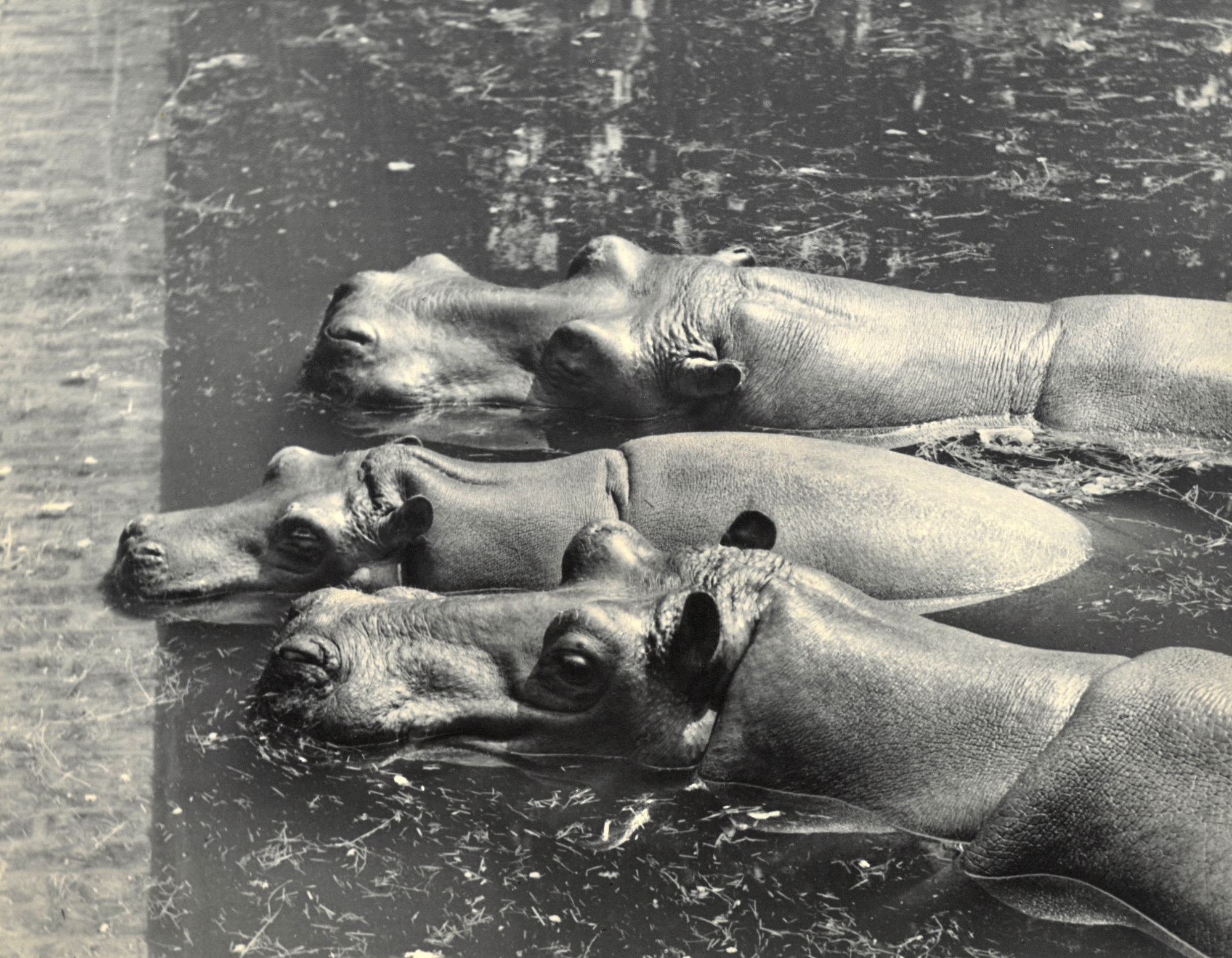 Black and white photograph: three hippos half submerged in water. The animal in the middle is smaller, all look to the left to the edge of the pool.