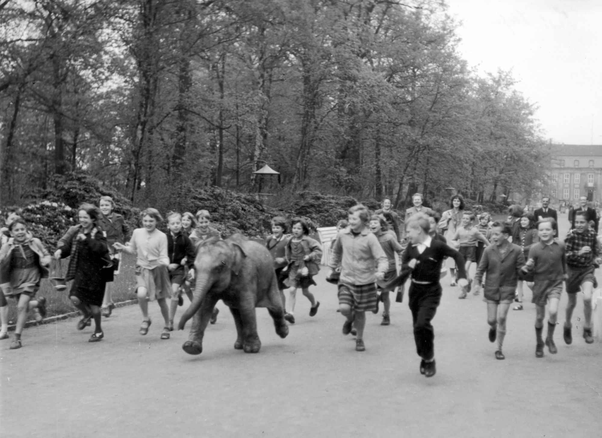Black and white photograph: Elephant calf running along a wide road flanked by trees, accompanied by at least 20 children.