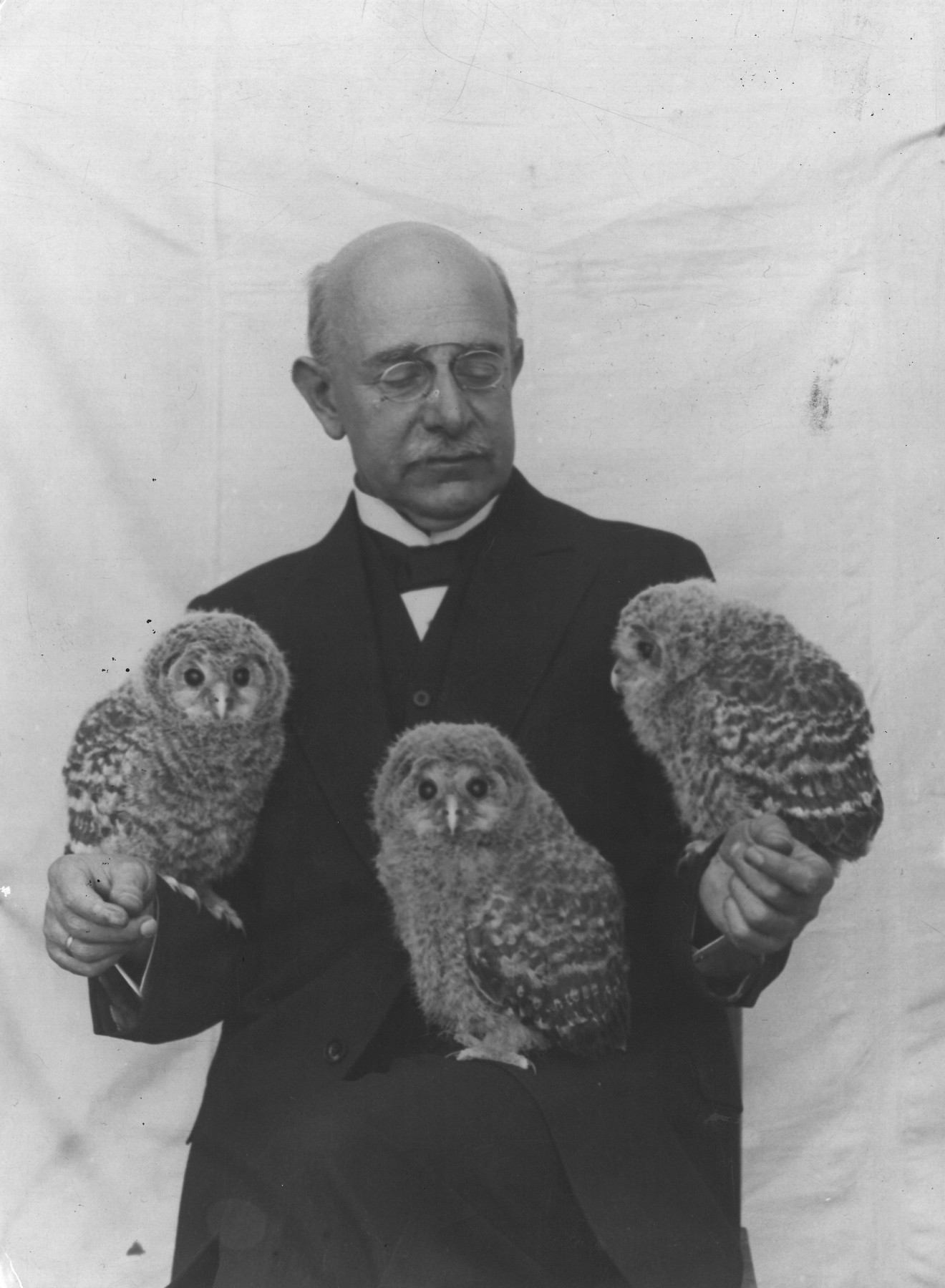 Black and white photograph: A balding older man with a moustache, wearing a pince-nez and a suit, looks down at three Ural owls, one sitting on each of his arms and the third on one of his legs, which he has bent into a perch. Two of the owls are looking into the camera and one to the side.