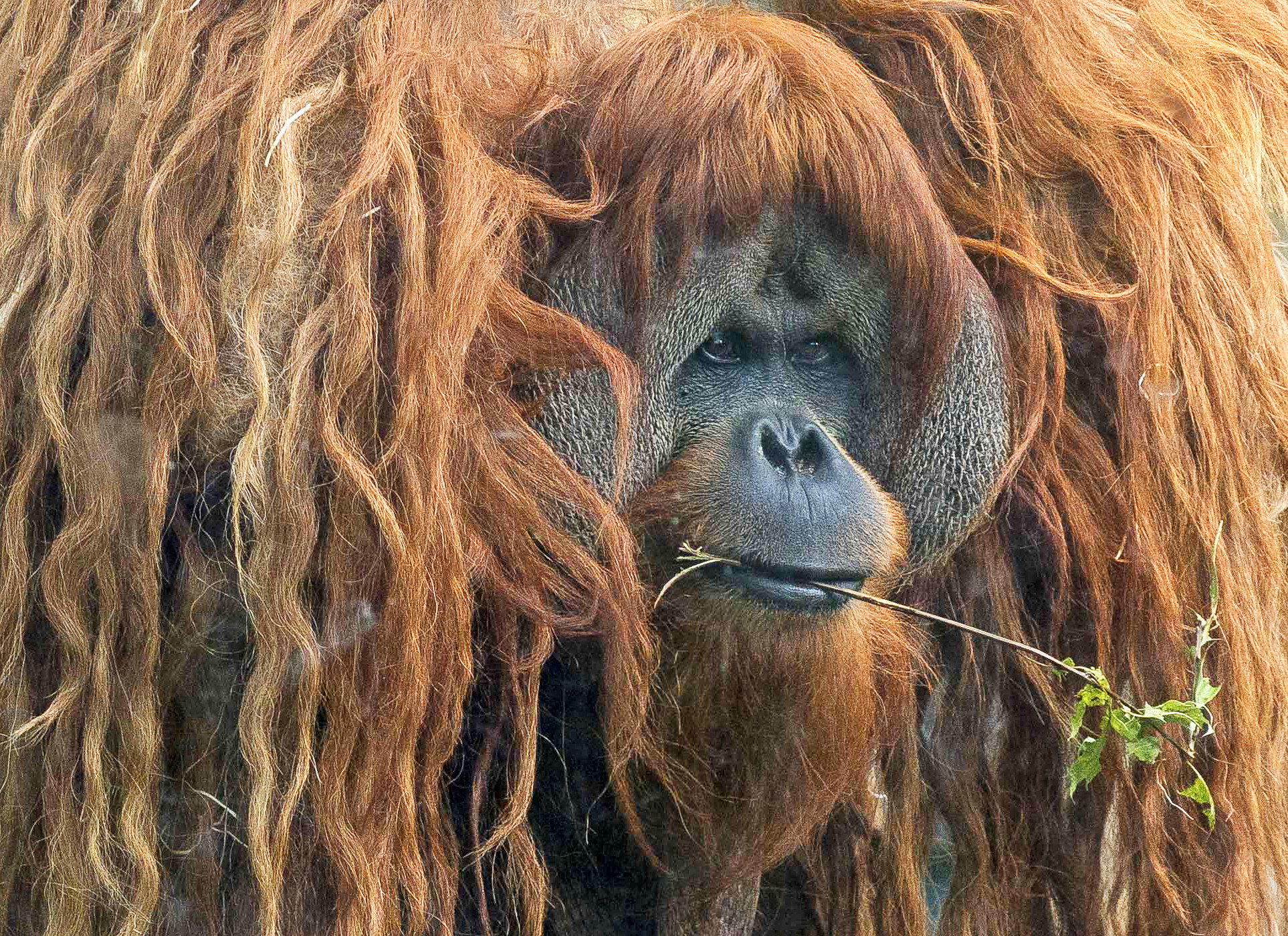 Ein männlicher Orang-Utan mit den charakteristischen Wangenwülsten eines dominanten Tieres