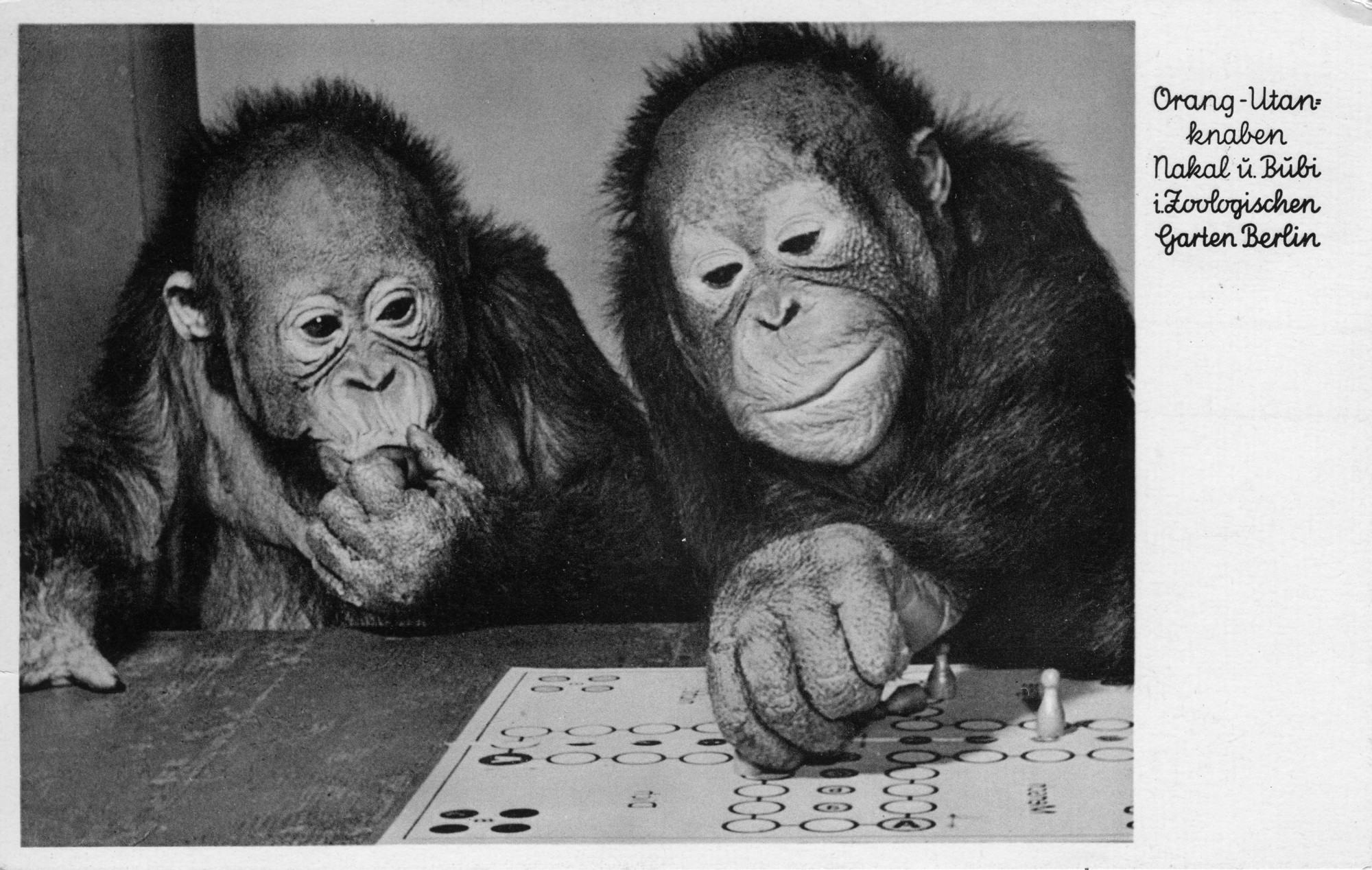 Schwarz-weiß Postkarte. Text: Orang-Utanknaben Nakal u. Bubi i. Zoologischen Garten Berlin. Bild: Affe links mit Hand am Mund, blickt auf Spielbrett. Affe rechts versetzt Spielfigur.