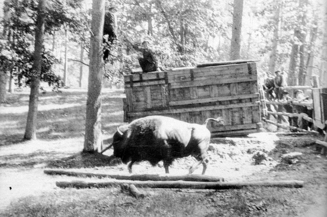 Black and white photo of a wisent in front of a transport crate in a forest. Several men are sitting on the crate and on a fence.