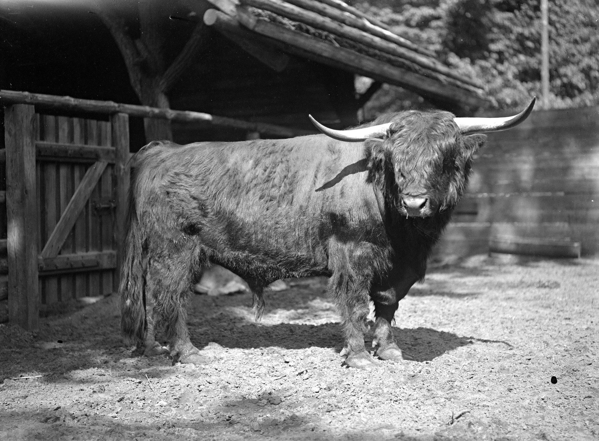 Black and white photograph: Cattle on sandy ground, with a wall and wooden structure in the background. The fur on the back is shorter, and shaggy on the legs, head, and tail. The horns grow horizontally, curving up and forward only at the tips.