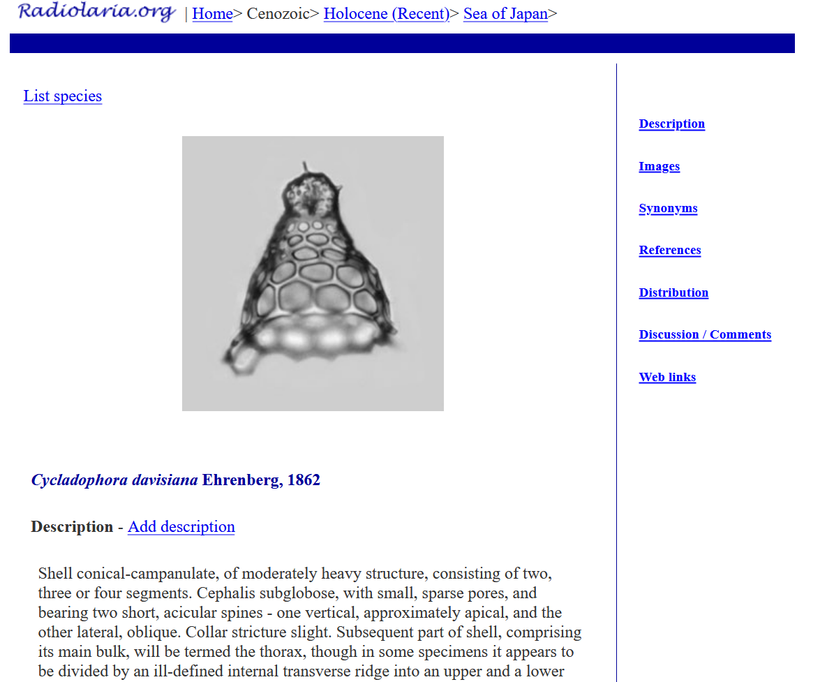 Microscopic image of a conical shape with irregular geometric surface pattern. Text: Radiolaria.org, Cenozoic, Holocene (Recent), Sea of Japan. List species, Cycladophora davisiana, Ehrenberg 1862. Shell conical-campanulate, of moderately heavy structure, consisting of two, three or four segments. Cephalis subglobose, with small, sparse pores, and bearing two short, acicular spines – one vertical, approximately apical, and the other lateral, oblique. Collar stricture slight. Subsequent part of shell, comprising its main bulk, will be termed the thorax, though in some specimens it appears to be divided by an ill-defined internal transverse ridge into an upper and a lower (...)
