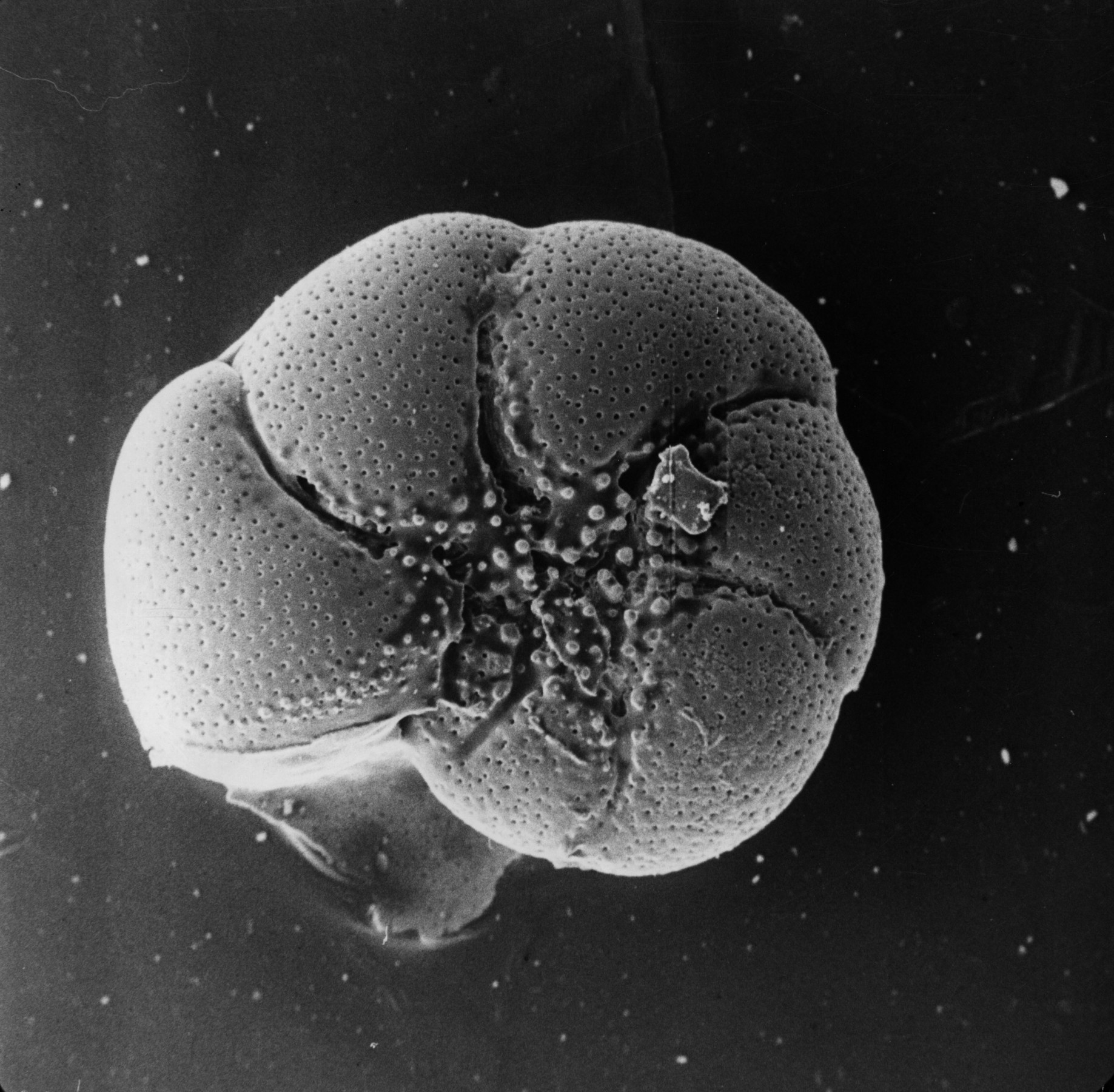  Eine Schwarz-Weiß-Mikrofotografie der abgerundeten Oberfläche einer winzigen Foraminiferenschale, die mit kleinen Punkten bedeckt ist und in der Mitte eine sternförmige Struktur aufweist.
