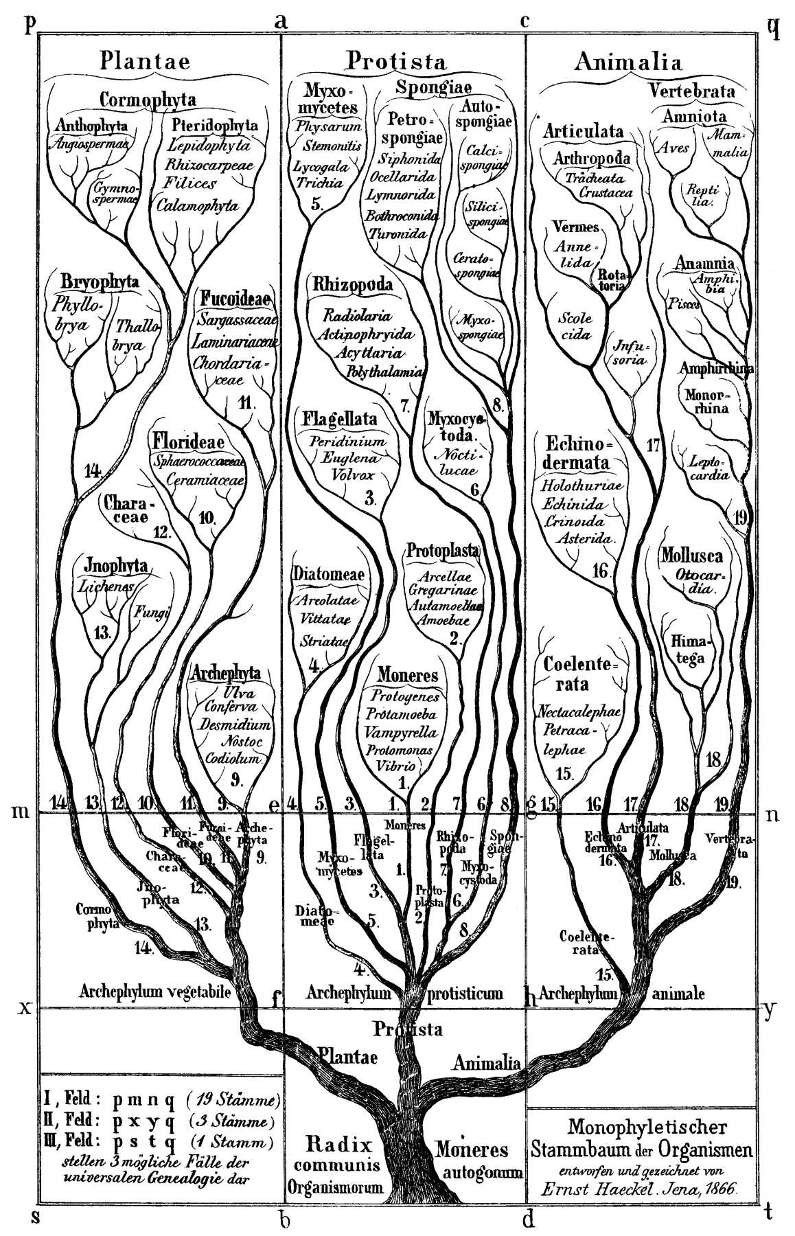Old illustration of a branching tree with scientific labels, representing various orders of organism classifications. Title: Monophyletischer Stammbaum der Organismens.
