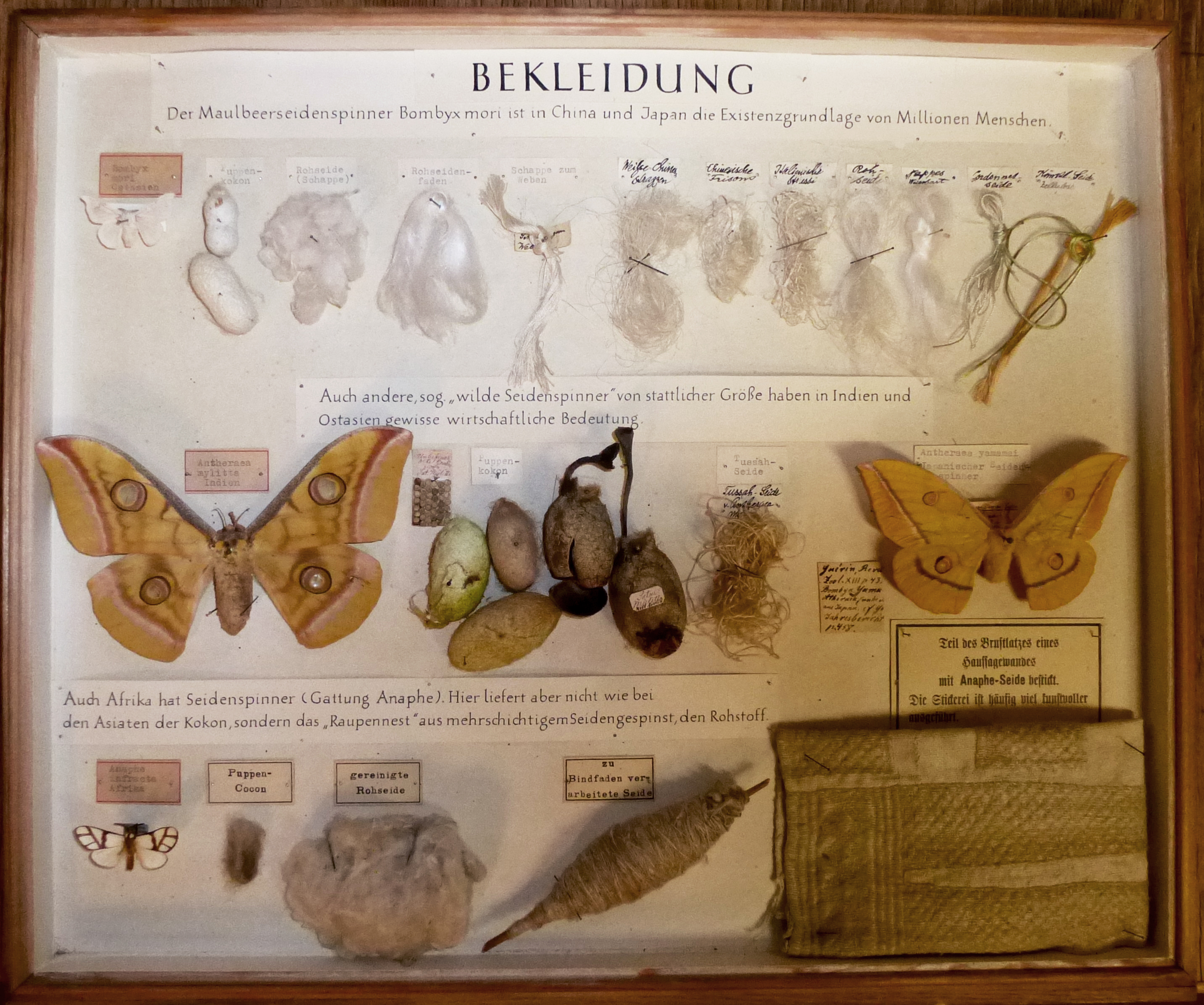 Flat display case with wooden frame. Caterpillar threads, eggs, pupae, and fully developed moths are fixed in three rows, with small type- and handwritten labels.