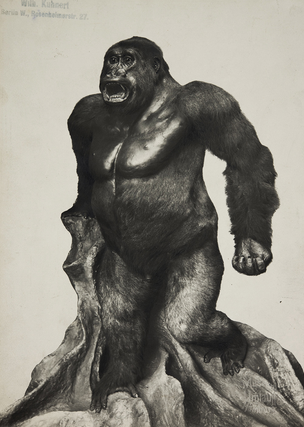 Schwarz-weiß Fotografie eines präparierten Gorillas, der auf einer künstlichen Wurzel aufgestützt, aufgerichtet auf zwei Beinen steht, das Maul zum Schrei aufgerissen hat und die linke Hand zur Faust ballt.