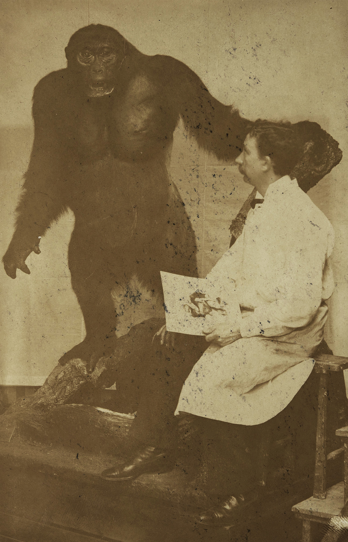 Sepiafarbene alte Fotografie, auf der links ein präparierter Gorilla aufrecht auf zwei Beinen auf einer künstlichen Wurzel steht. Ein Arm des Tieres ist ausgestreckt und stützt sich auf einen künstlichen Baumstamm. Rechts im Bild betrachtet ein Mann in weißem Kittel, der auf einer Art Werkstattbank sitzt und eine Zeichnung in der Hand hält, den Gorilla neben sich.