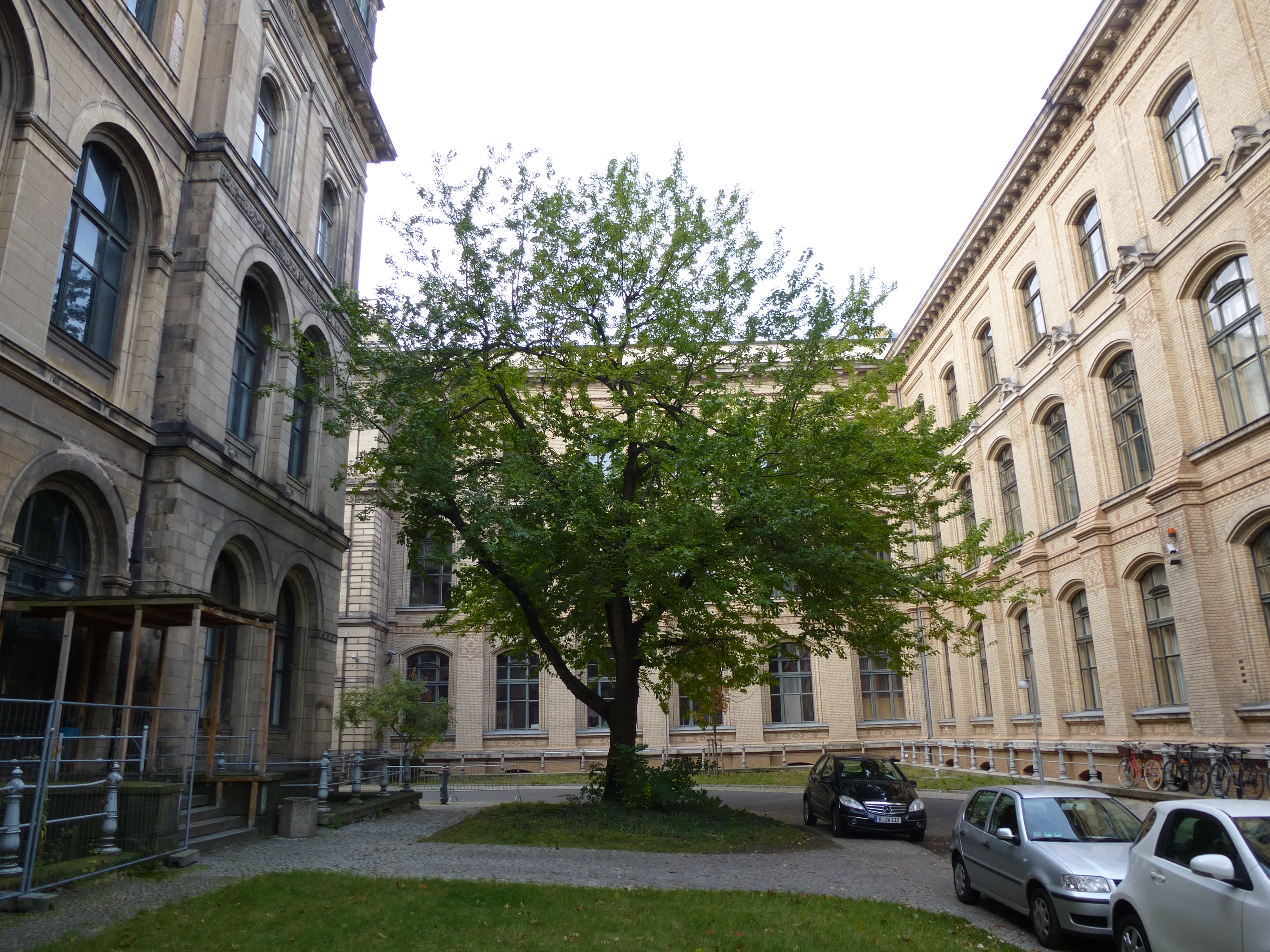 A large deciduous tree with a round canopy stands on a corner between two multistorey buildings with light stone façades and tall windows. The tree is about two storeys high. Two cars are parked beside it.