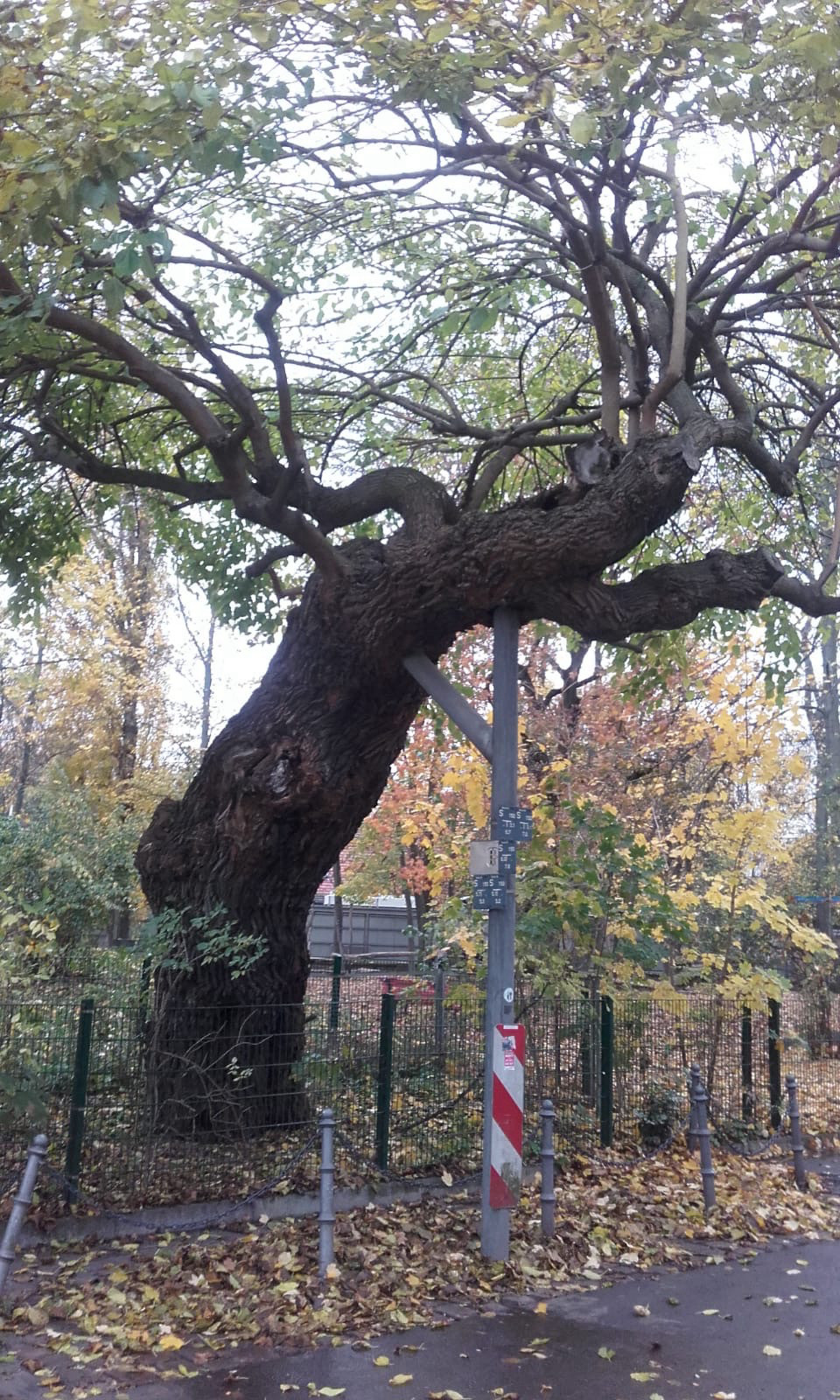View from below of the thinning canopy of a large deciduous tree, whose crooked trunk is being held up by a metal pillar with a red-and-white safety marker anchored in the ground. Autumn foliage lies all around.