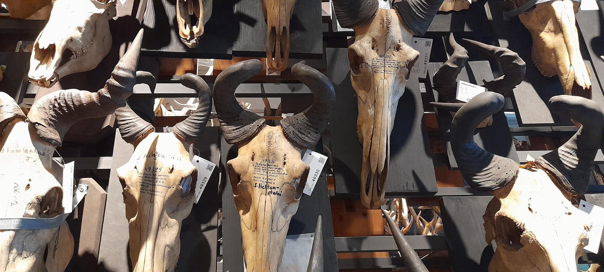 Row of animal skulls with horns and with black ink text on the front.