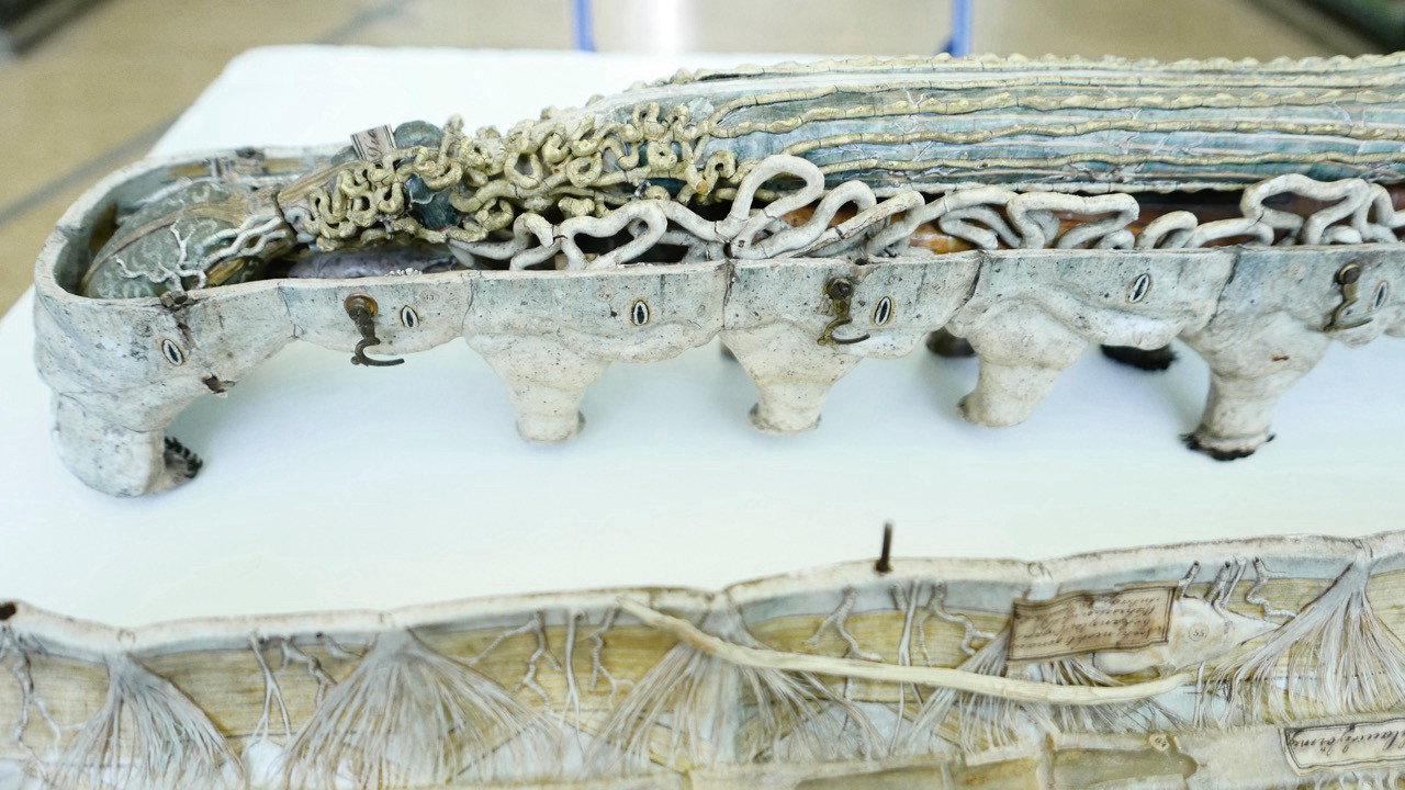 The lower half of a large caterpillar model with the upper part (the lid) removed. Its insides are represented by thick threads that snake in and out of each other. The side of the model has been very finely painted with an eye-like pattern at regular intervals. Several downward-pointing metal hooks have been attached to the side of the model.