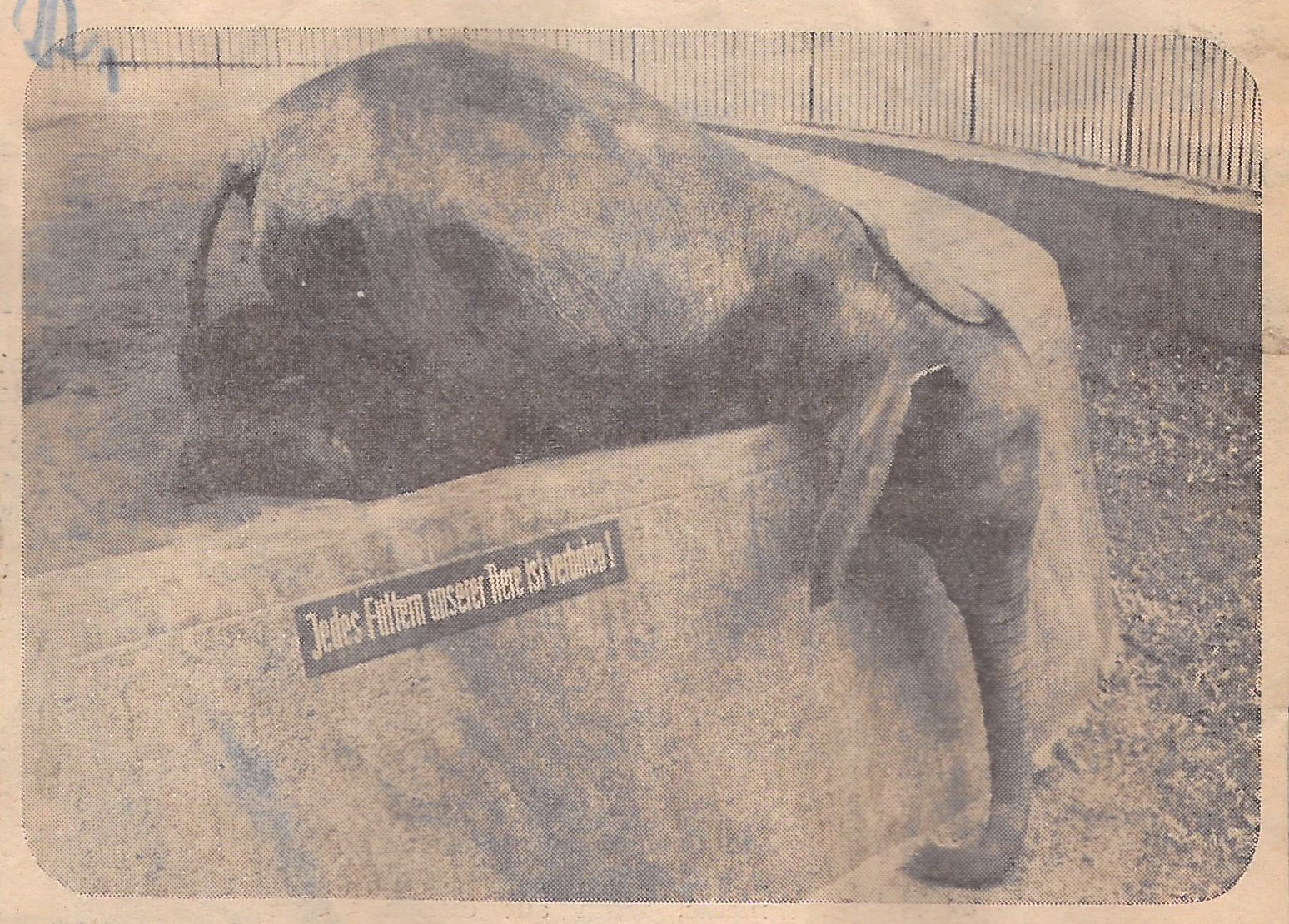 Schwarz-weiß Foto: Elefant, der seinen Rüssel in den Graben zwischen Gehege und Absperrung hängen lässt. Schild am Elefantengehege: Jedes Füttern unserer Tiere ist verboten!