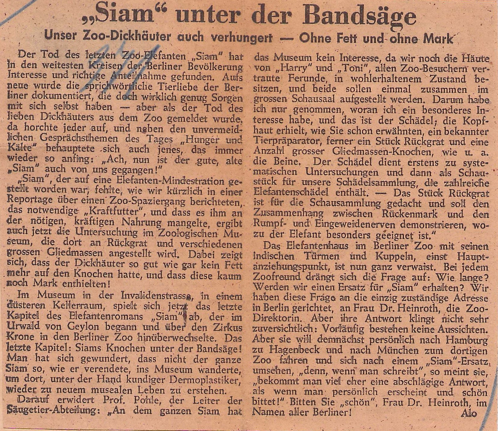 Newspaper clipping. Title: "Siam" under the band saw. No more than skin and bones: our zoo pachyderm also suffered from starvation.