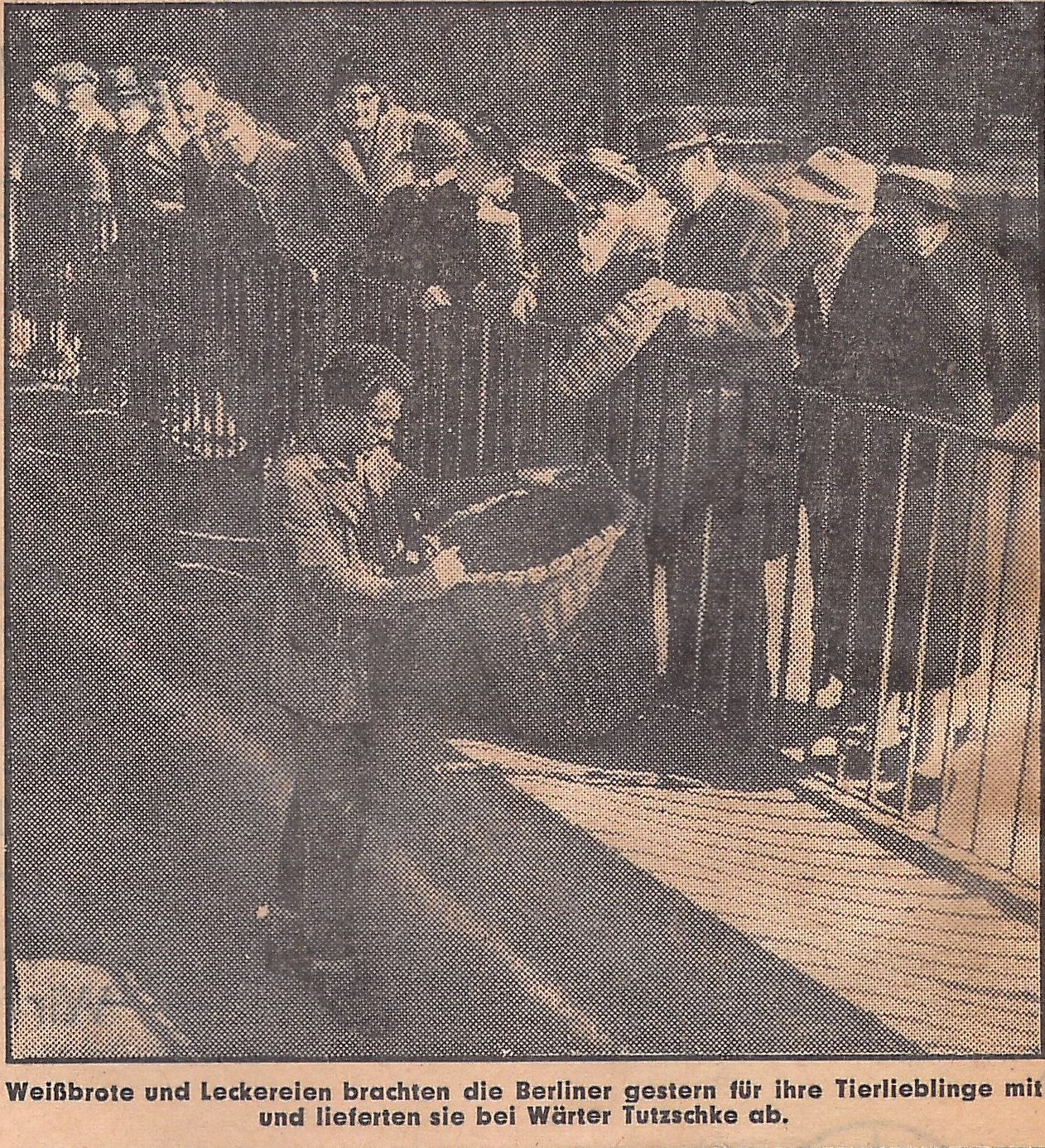 Newspaper clipping. Text: Yesterday, Berliners brought white bread and treats for their favorite animals and dropped them off with keeper Tutzschke. Photo: A zookeeper with a large basket stands in the trench of the elephant enclosure, while one of the visitors throws a loaf of bread into the basket from behind the railing.