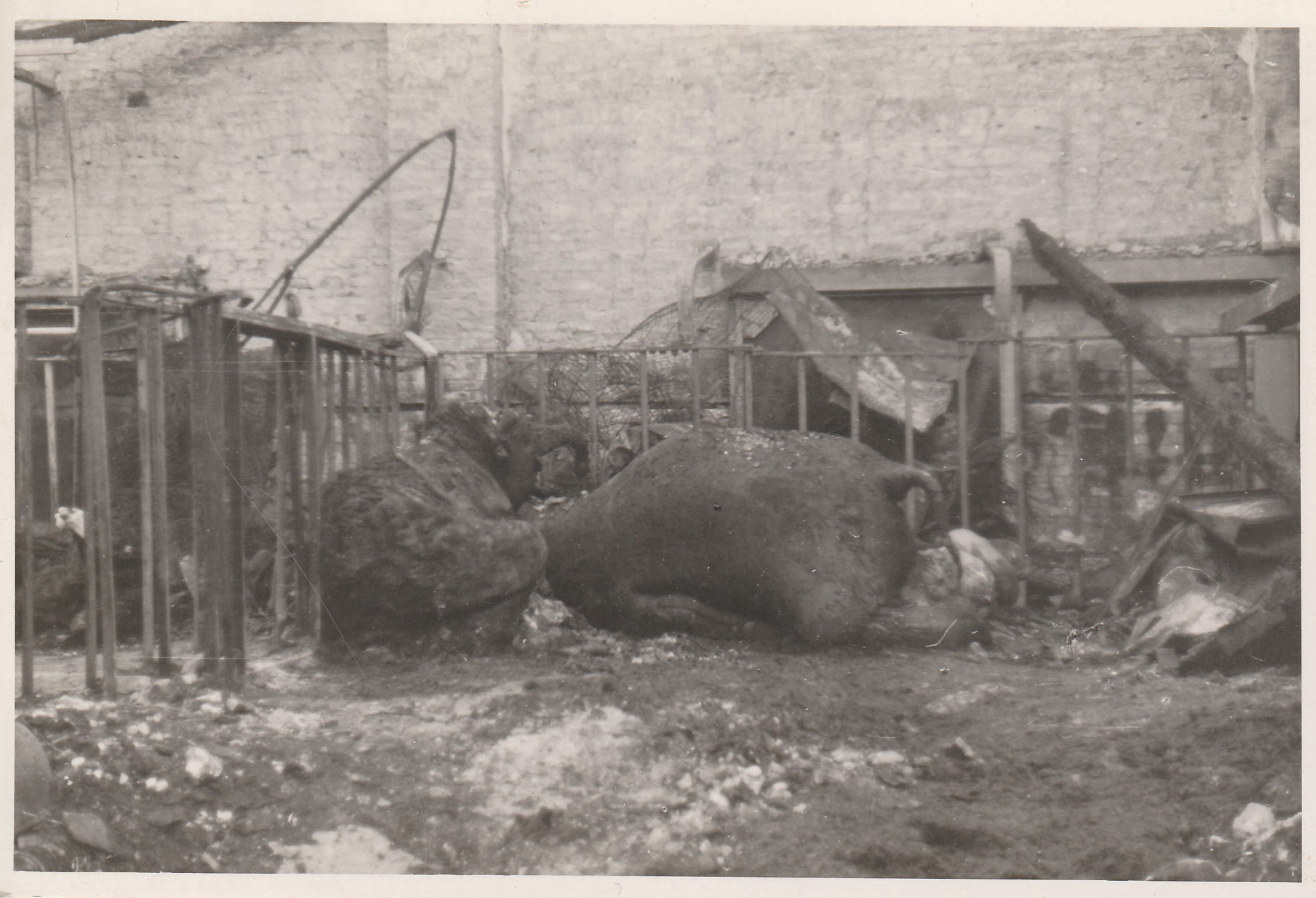 Black and white photograph: Emaciated elephant lying on its side amongst the rubble.