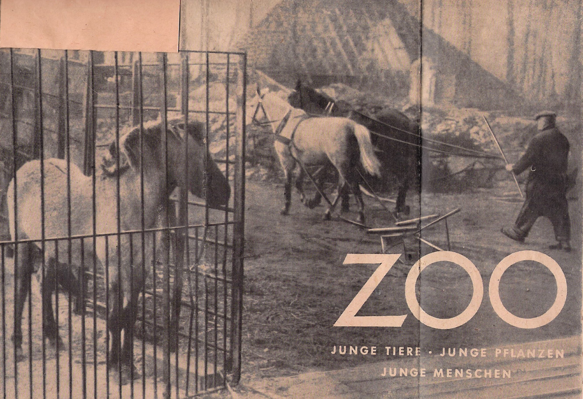 Newspaper clipping. Headline: The Zoo: Young animals, young plants, young people. Photograph: Person with a plough, to which a dark-colored and a light-colored horse are harnessed. To the side, a small, hoofed animal in a cage with bars.
