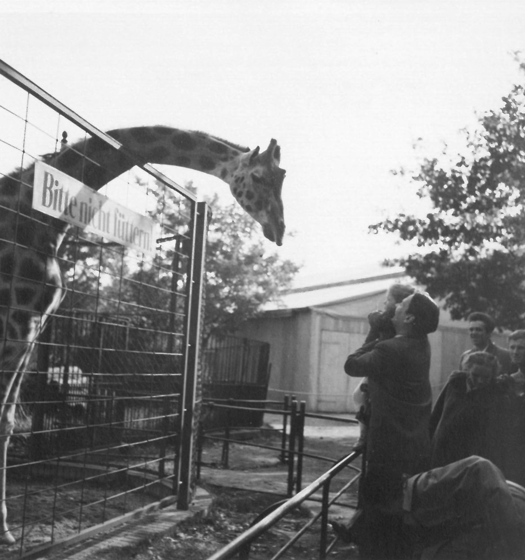 Giraffe enclosure with "Please do not feed" sign and metal barrier. A giraffe bends its head over the fence of the enclosure toward the visitors