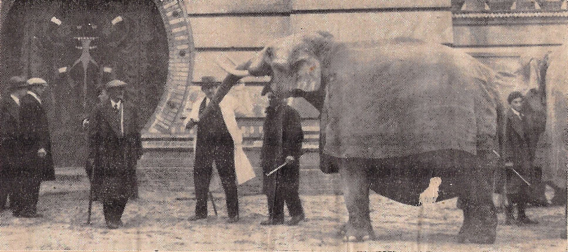 Zeitungsausschnitt. Foto: Mann in weißem Kittel und mit Hut hält Rüsselspitze eines stehenden Elefanten mit Decke auf dem Rücken. Sechs weitere Personen mit Hüten und Gehstöcken oder Gerten stehen dabei.