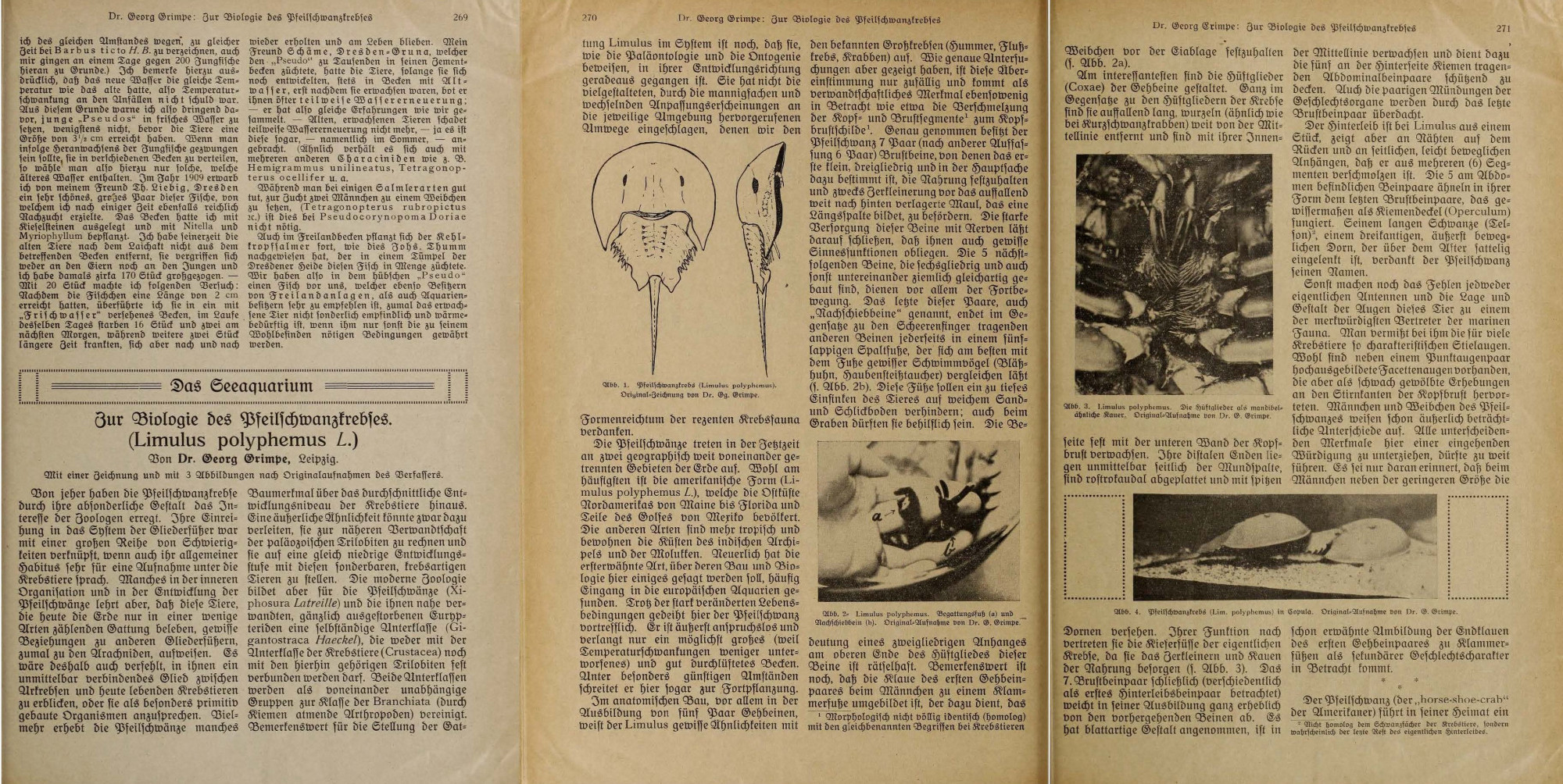 Dreiseitiger Artikel mit dem Titel "Zur Biologie des Pfeilschanzkrebses" aus den Blättern für Aquarien- und Terrarienkunde von 1916. Der Text ist von einer Zeichnung und drei Schwarz-Weiß-Fotografien unterbrochen.