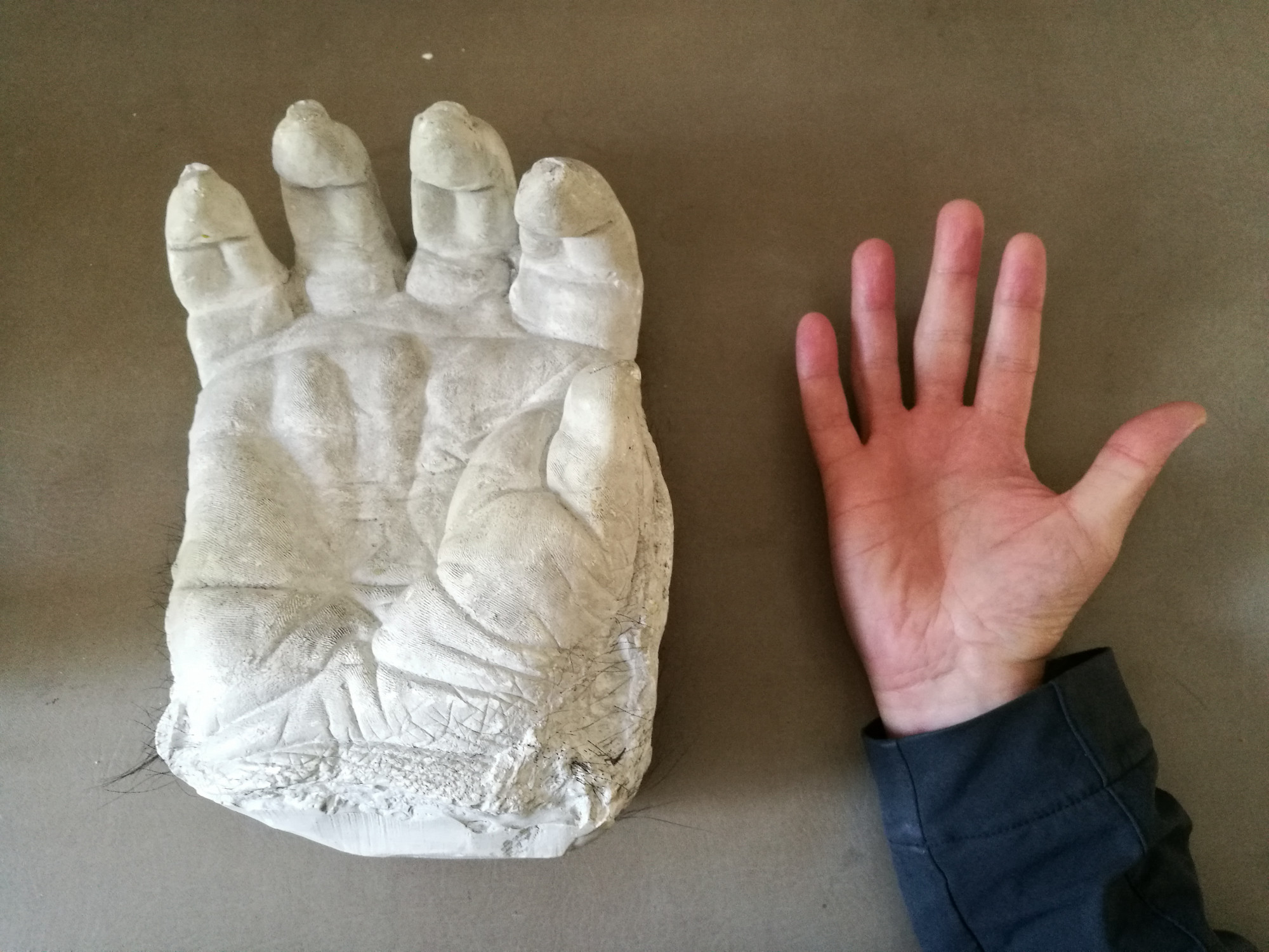 Cast of "Bobby" the gorilla's hand from above with a human hand held next to it.