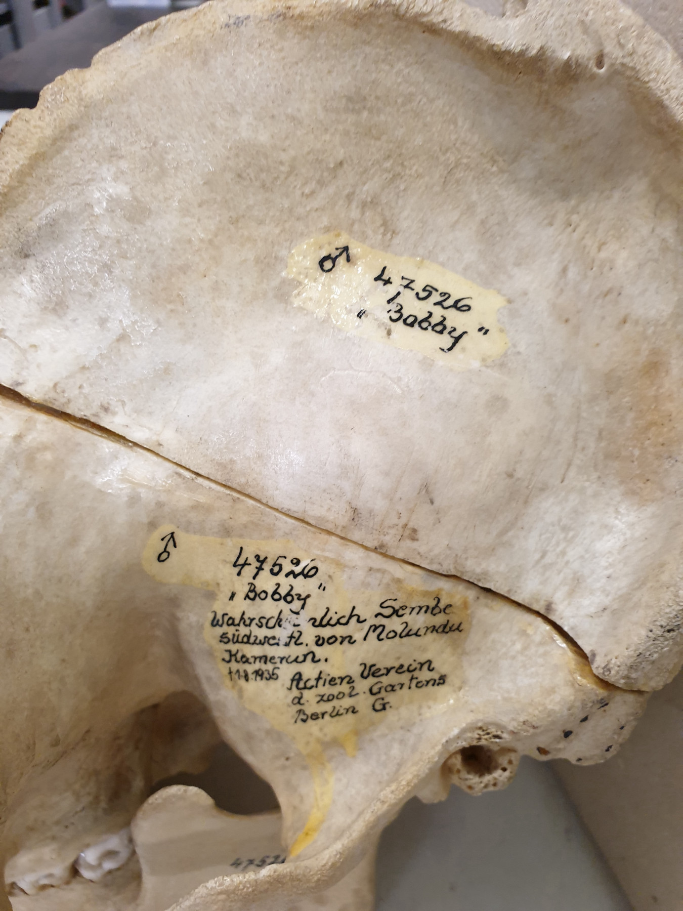 Enlarged section of a photograph revealing black writing on the sawn-through skull of a gorilla.
