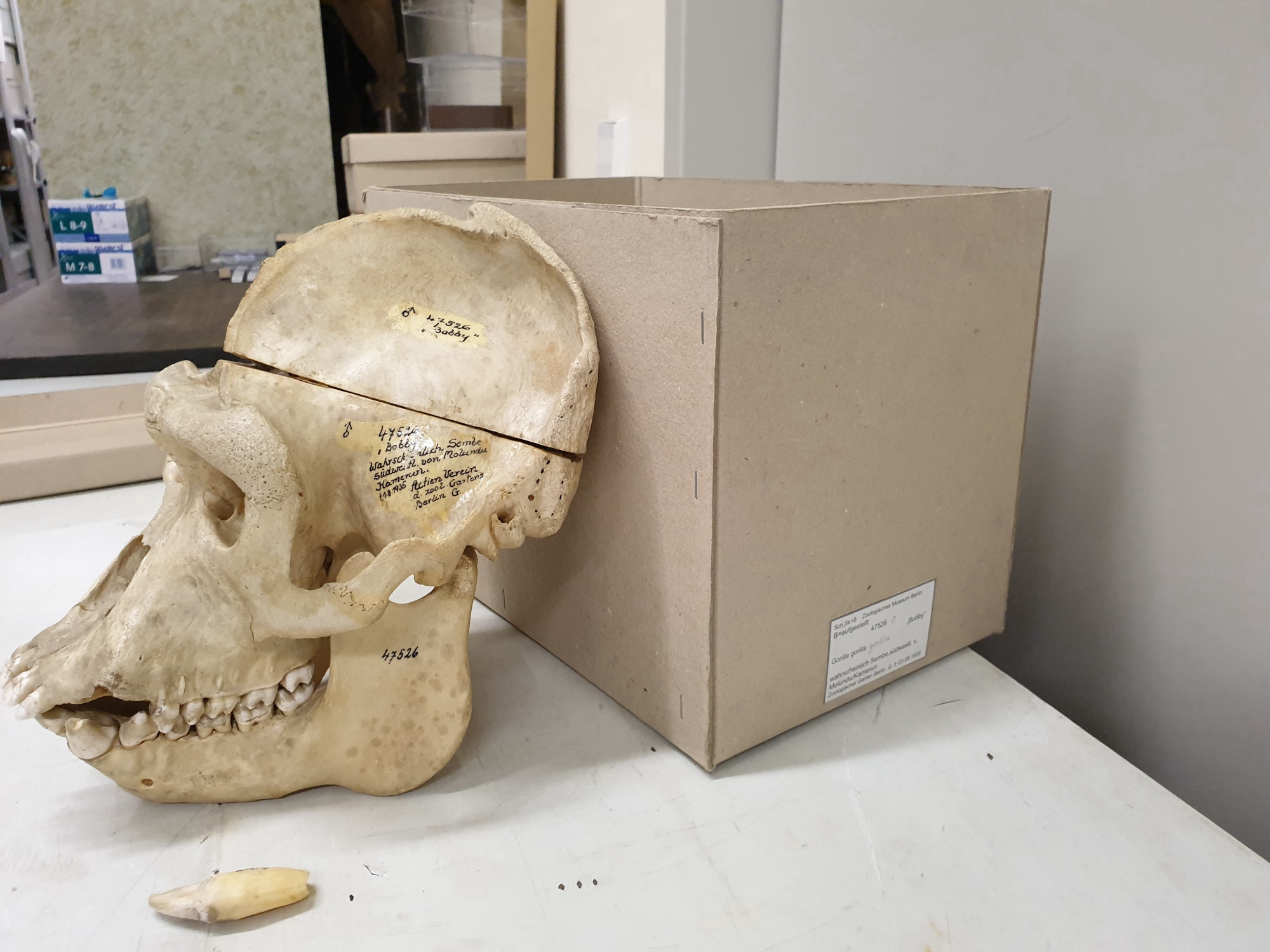 Photo of the skull of "Bobby" the gorilla in profile, leaning against a box on a table. The bone has been sawed through horizontally above the eyes.