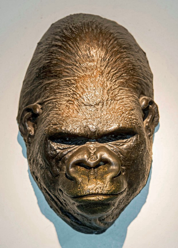 Frontale Farbfotografie einer bronzefarbenen Totenmaske vom Gesicht eines Gorillas.