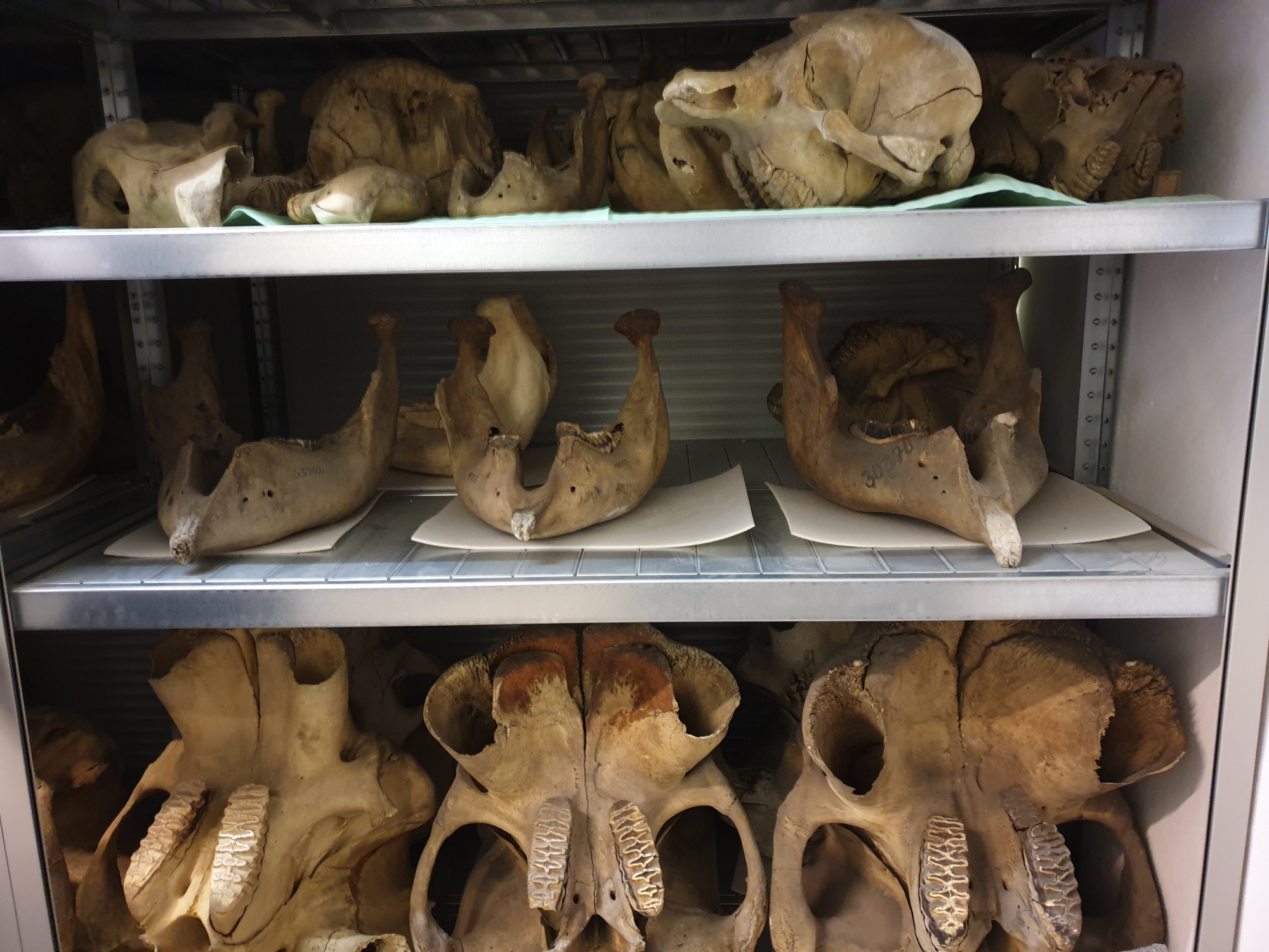 Three shelves on which several elephant skulls are stored