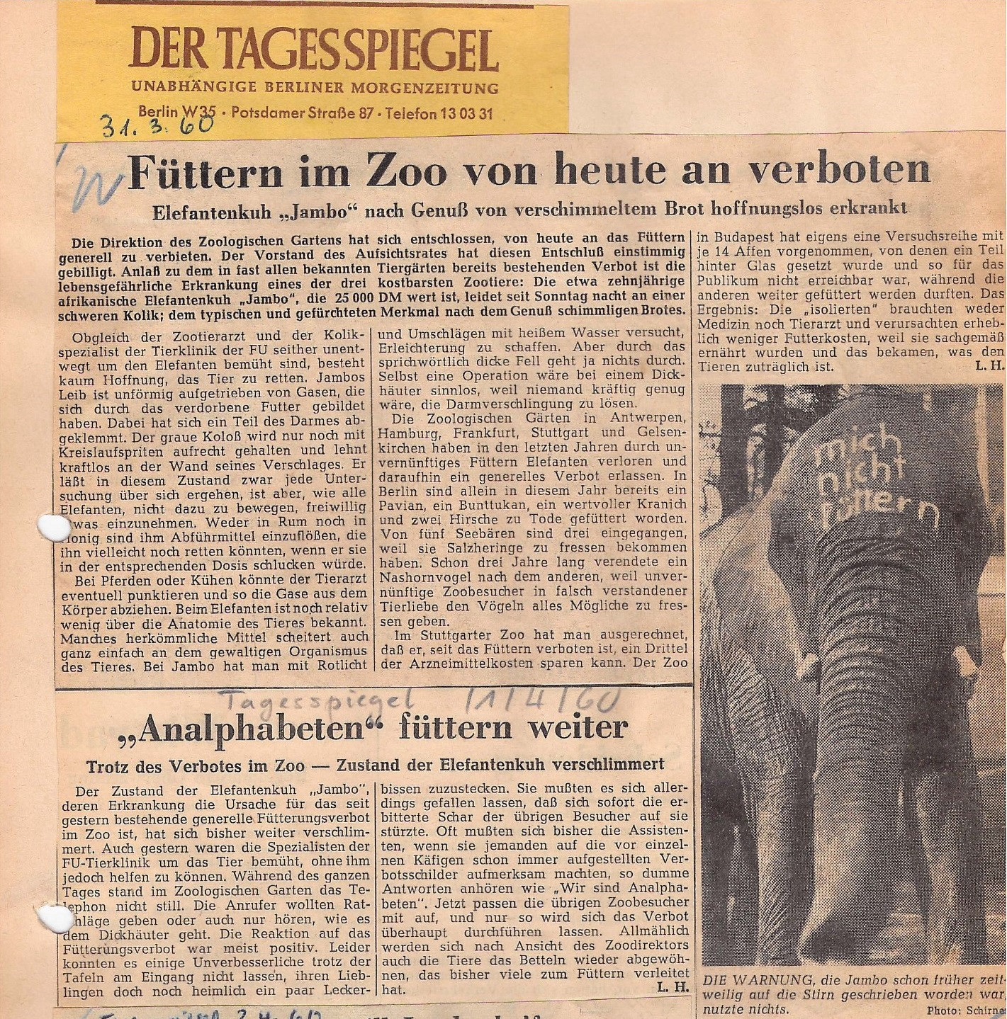 Newspaper cutting. Title above: Feeding prohibited at the zoo from today. Title below: These "Illiterates" continue to feed the animals, despite the zoo’s ban – elephant cow's condition worsens. Photograph: Front view of an elephant with "don't feed me" written in white on its forehead.