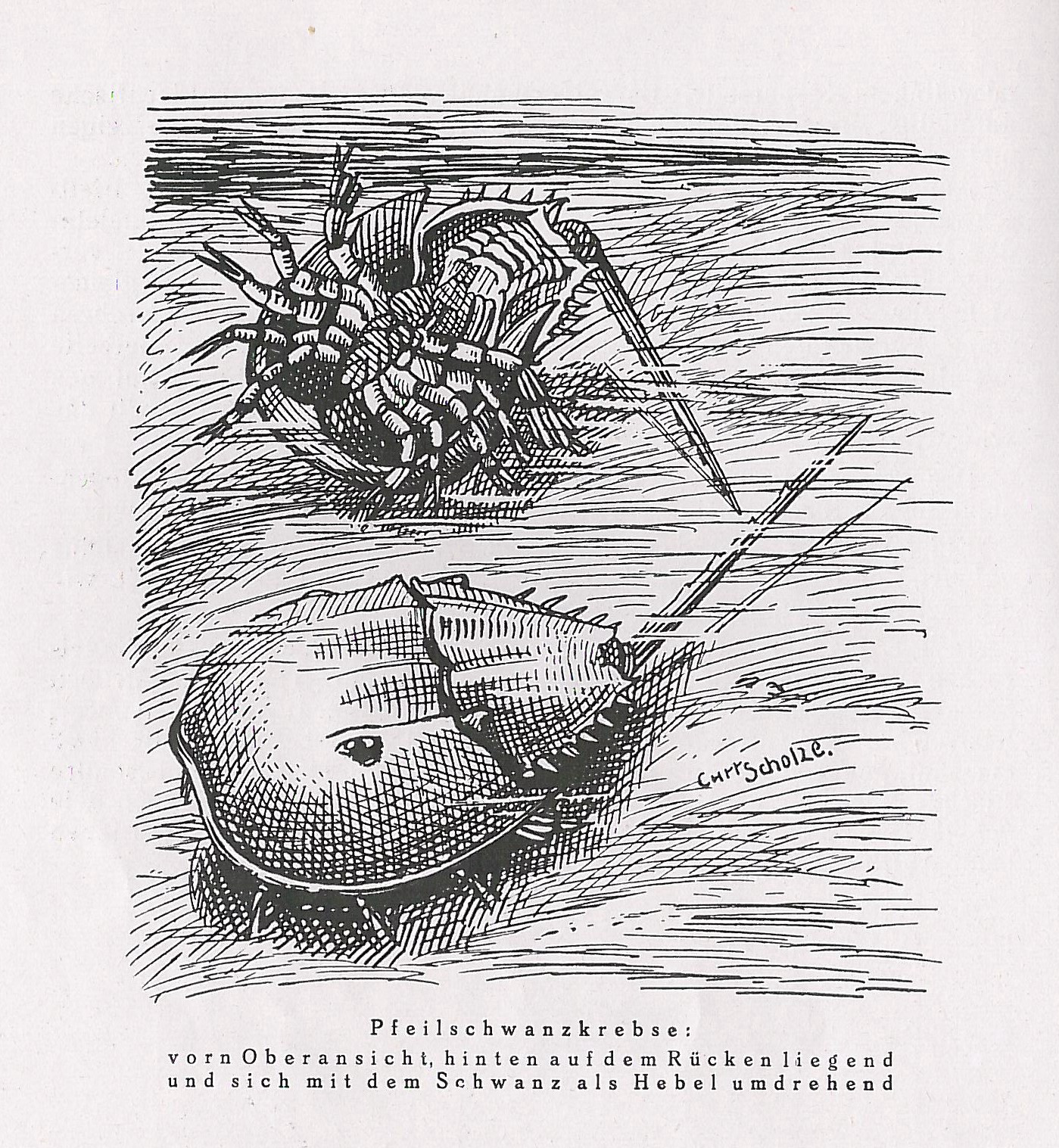 Zeichnung von drei Pfeilschwanzkrebsen an einem Strand mit Bildunterschrift.