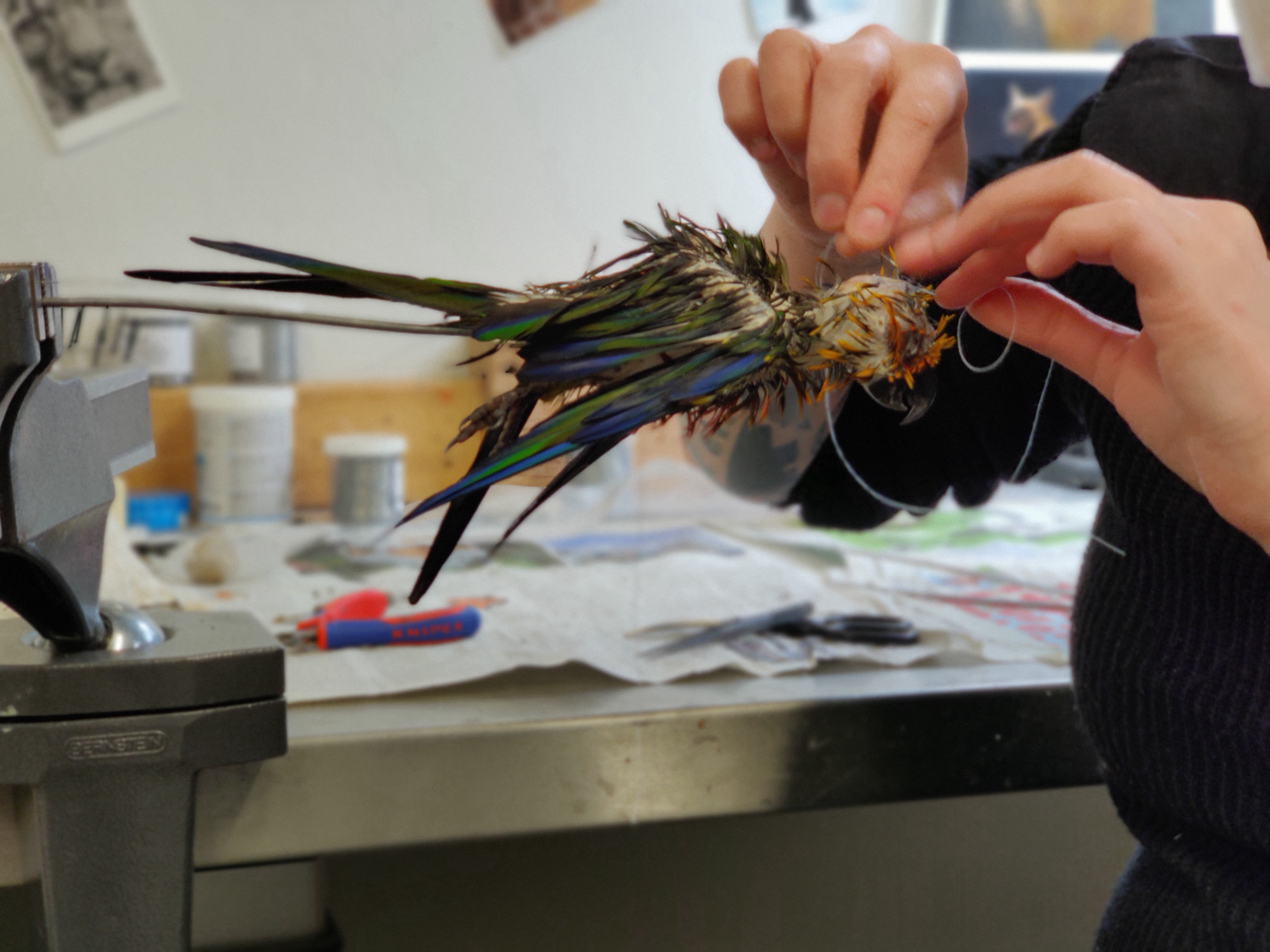 Close-up of the body of a dead bird with a metal handle that has been fixed in a bench vice. The feathers are wet and ruffled, revealing skin patches on its head. Two hands protrude into the image, sewing the animal's head using a needle and thread. There is a metal table in the background with newspaper and various objects on top of it.
