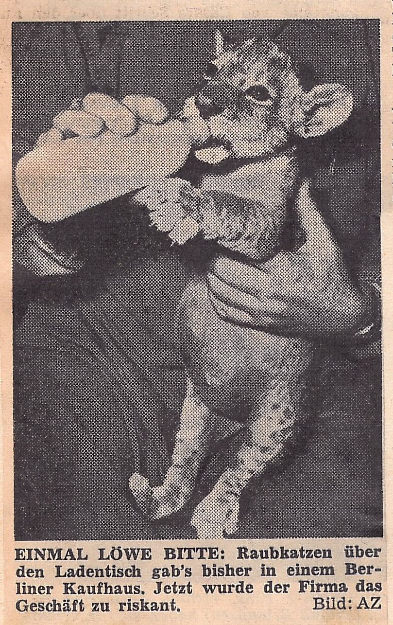 Ein Foto gedruckt in einem Zeitungsartikel zeigt ein wenige Wochen altes Löwenjunges, das von einer Person mit einem Fläschchen gefüttert wird.