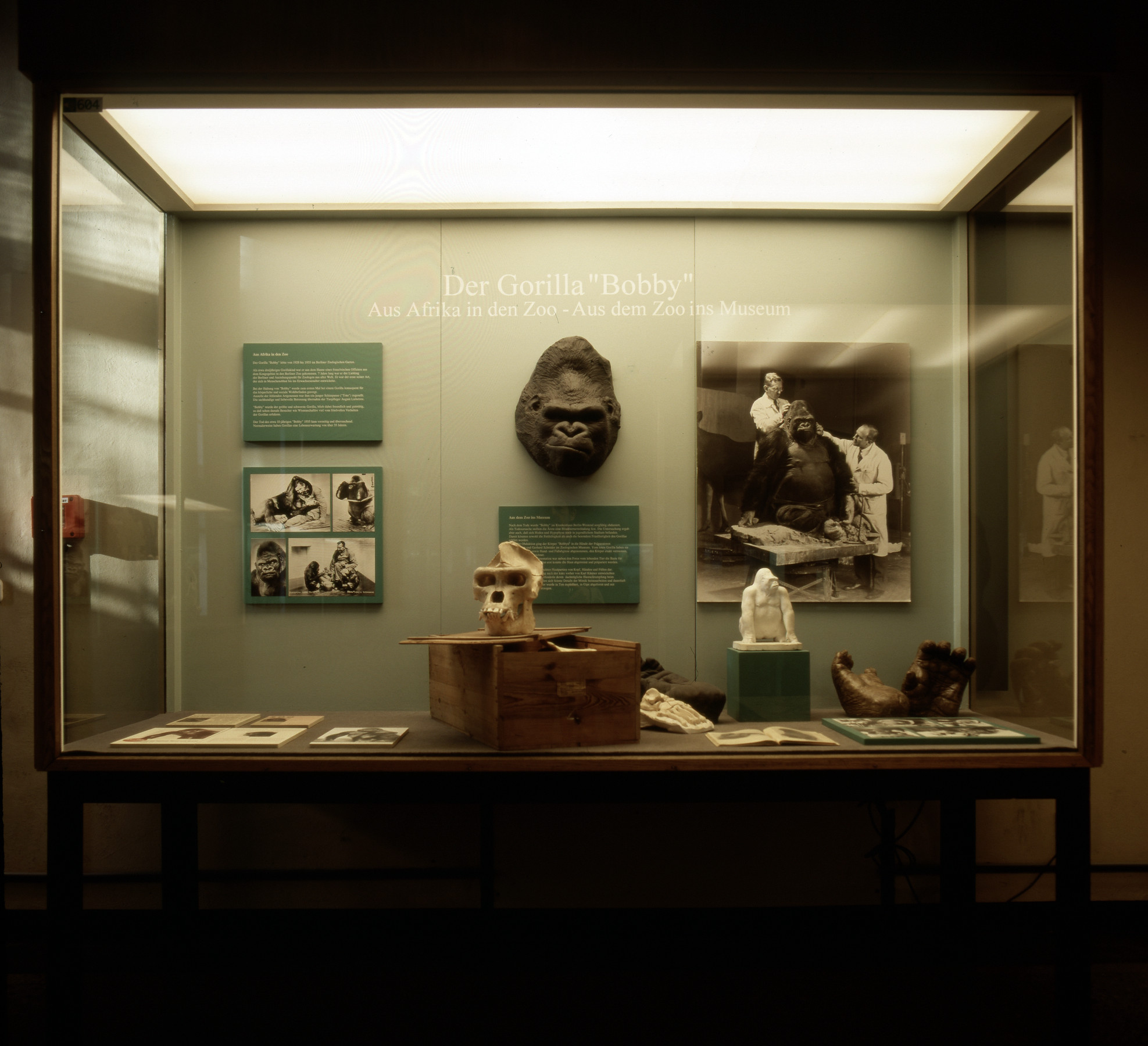 Glass case with the caption "The Gorilla 'Bobby': From Africa to the Zoo – From the Zoo to the Museum". In the centre of the case is a death mask of "Bobby’s" face, framed by panels with writing on them and photographs of, e.g., him alive at the zoo and during his later preparation. On display are also photos of his skull as well as models and casts of individual body parts.