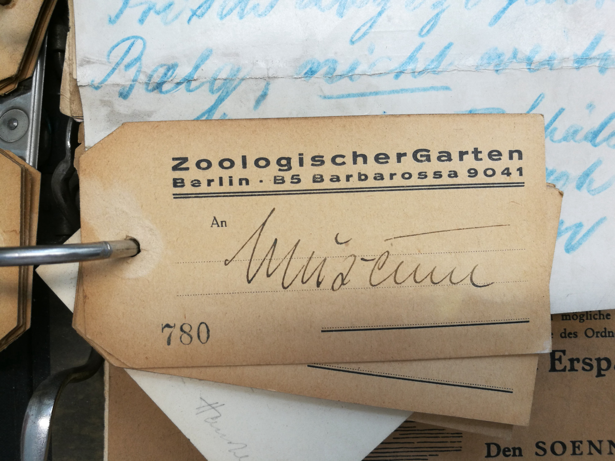 Eine kleines vergilbtes, gelochtes Papieretikett mit Flecken und vorgedrucktem Text am oberen Rand: Zoologischer Garten Berlin. Unten links: 780. Darüber, mittig, handschriftlich als Adressat: Museum.