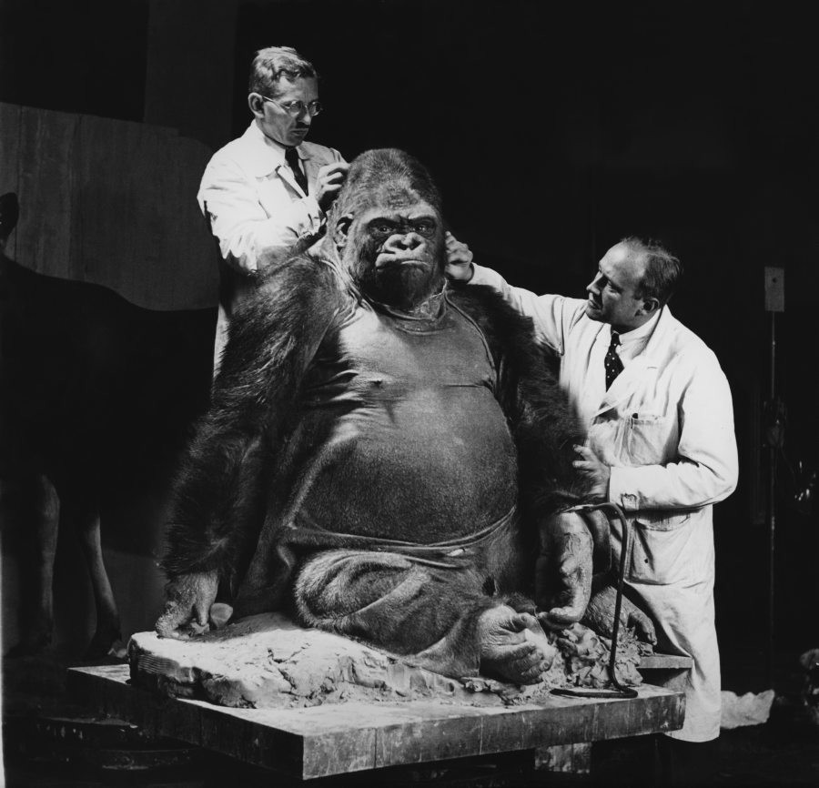 Photo of preparations being made for the taxidermy of a sitting gorilla, onto which two men in white lab coats are sewing skin.