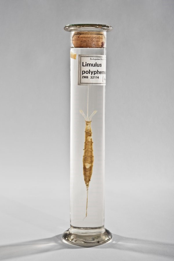 In einem zylindrischen Glasbehälter sind Herz und Gefäße eines Limulus polyphemus in Alkohol konserviert.