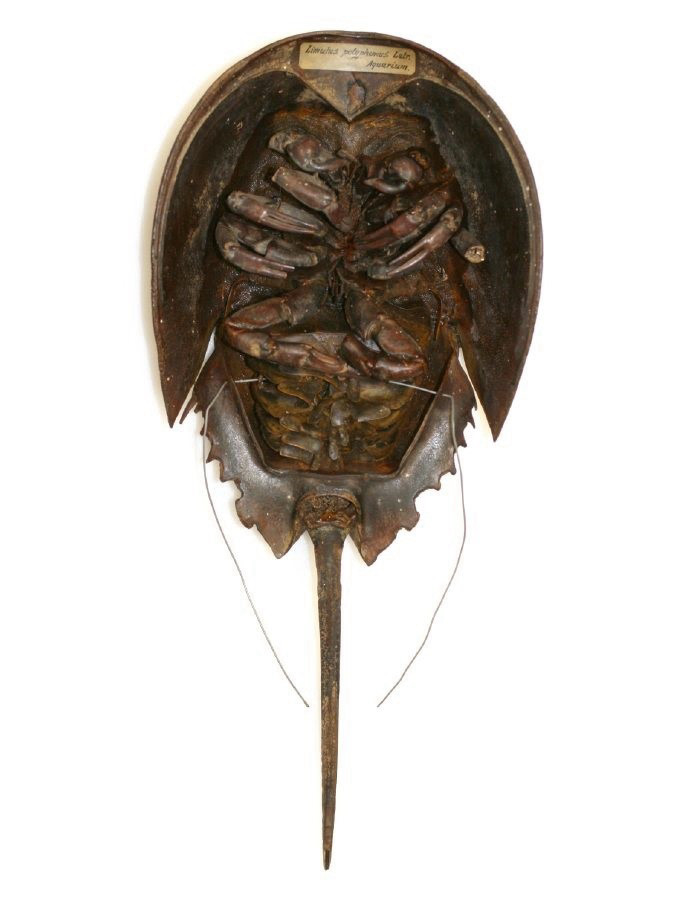 Free-standing dry specimen of horseshoe crab. Visible are its bent legs, its tail, and parts of its shell. A label has been attached to the top of the shell; a wire for hanging the specimen up has been pulled through it.