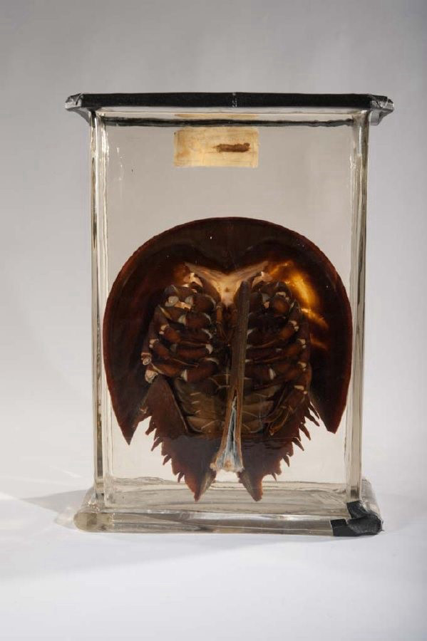 The back of a partial specimen of the nervous system of a Limulus polyphemus preserved in alcohol.